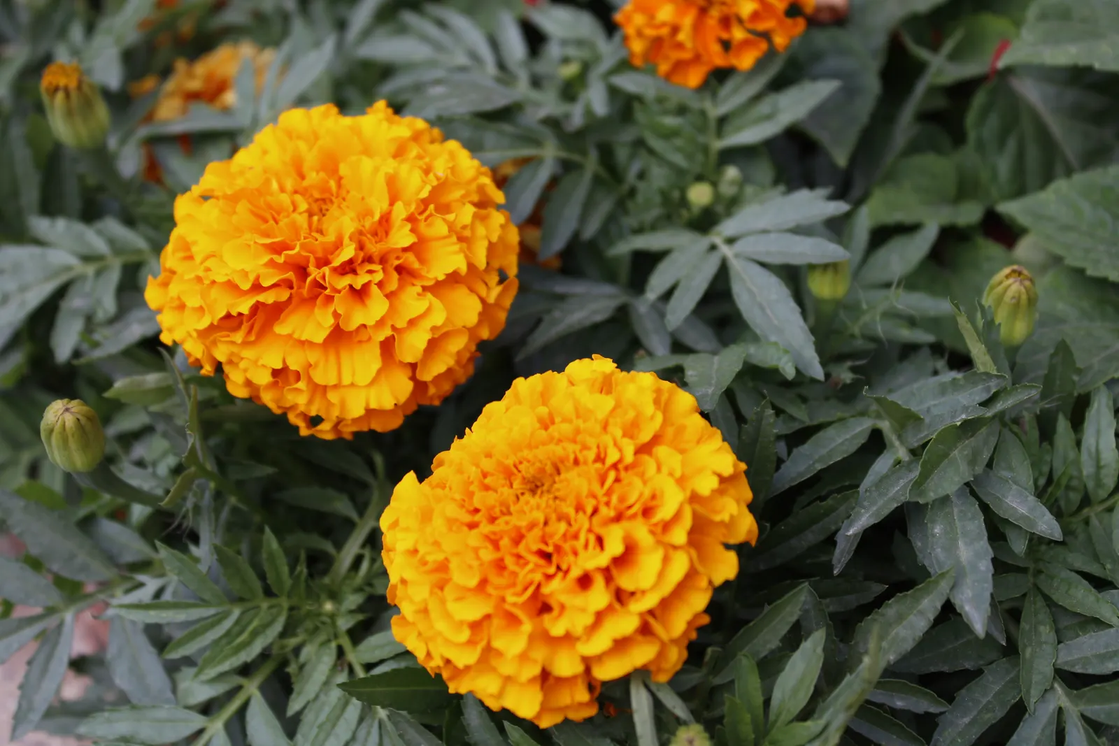Mexican Marigold (Tagetes Lemmonii) — it is cold-sensitive and should be protected from frost to maintain its lush appearance