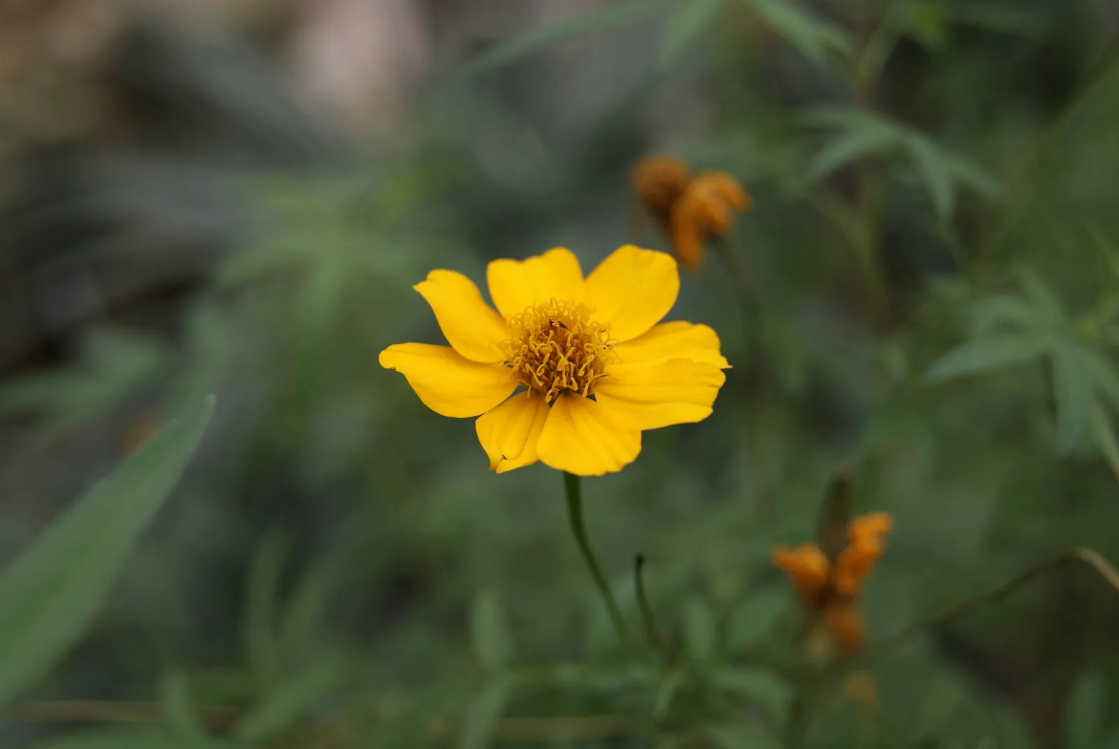 Mexican Marigold (Tagetes Lemmonii) — particularly within garden design