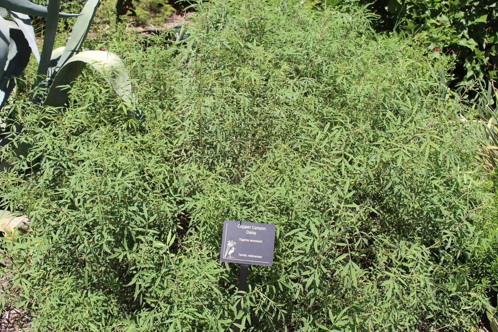 Mexican Marigold (Tagetes Lemmonii) — Thrives in full sun and well-draining soil; hardy to 20&deg;F