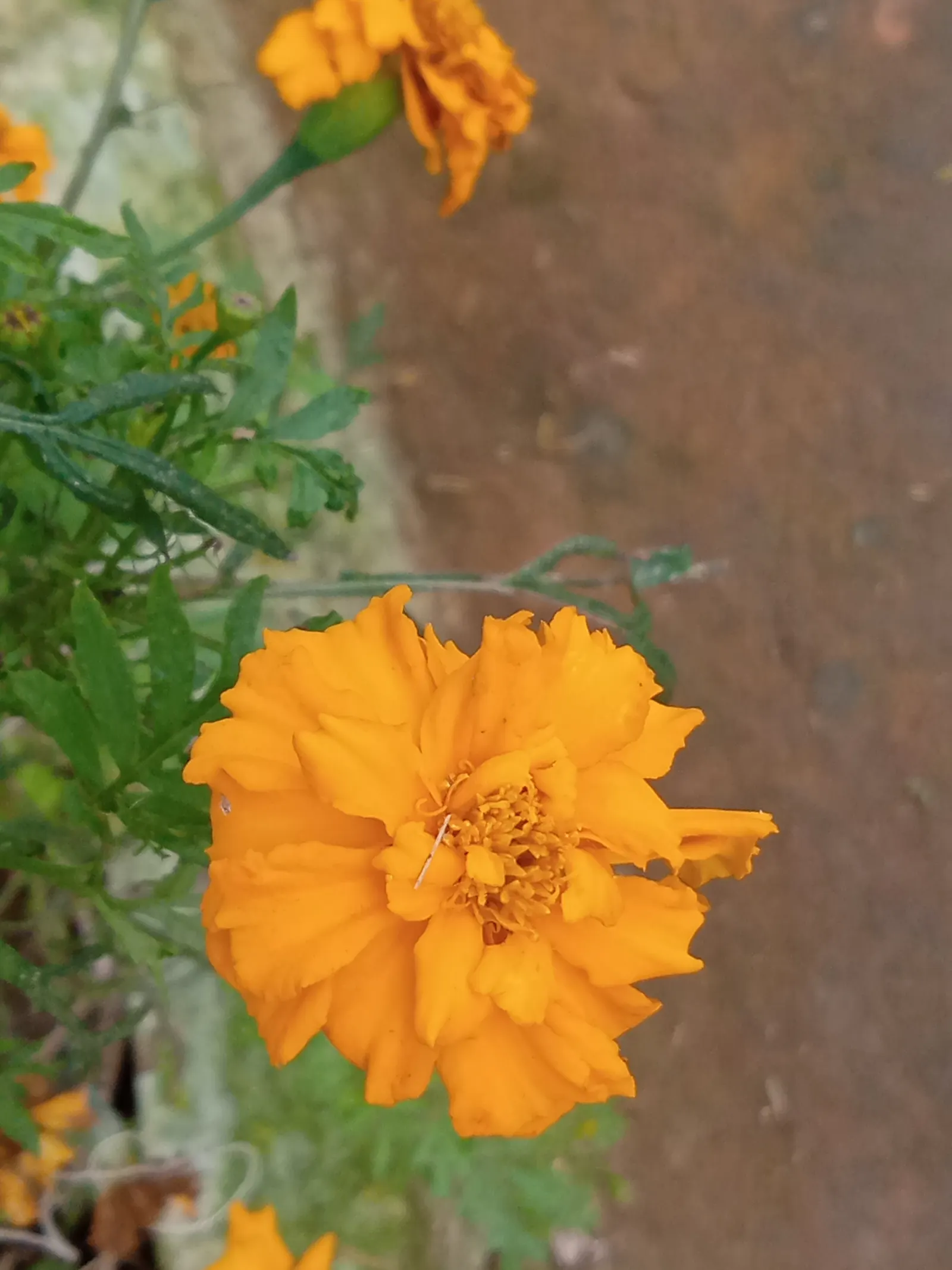Mexican Marigold (Tagetes Lemmonii) — Blooms profusely in fall, attracting pollinators; scientifically referred to as Tagetes lemmonii, image 68