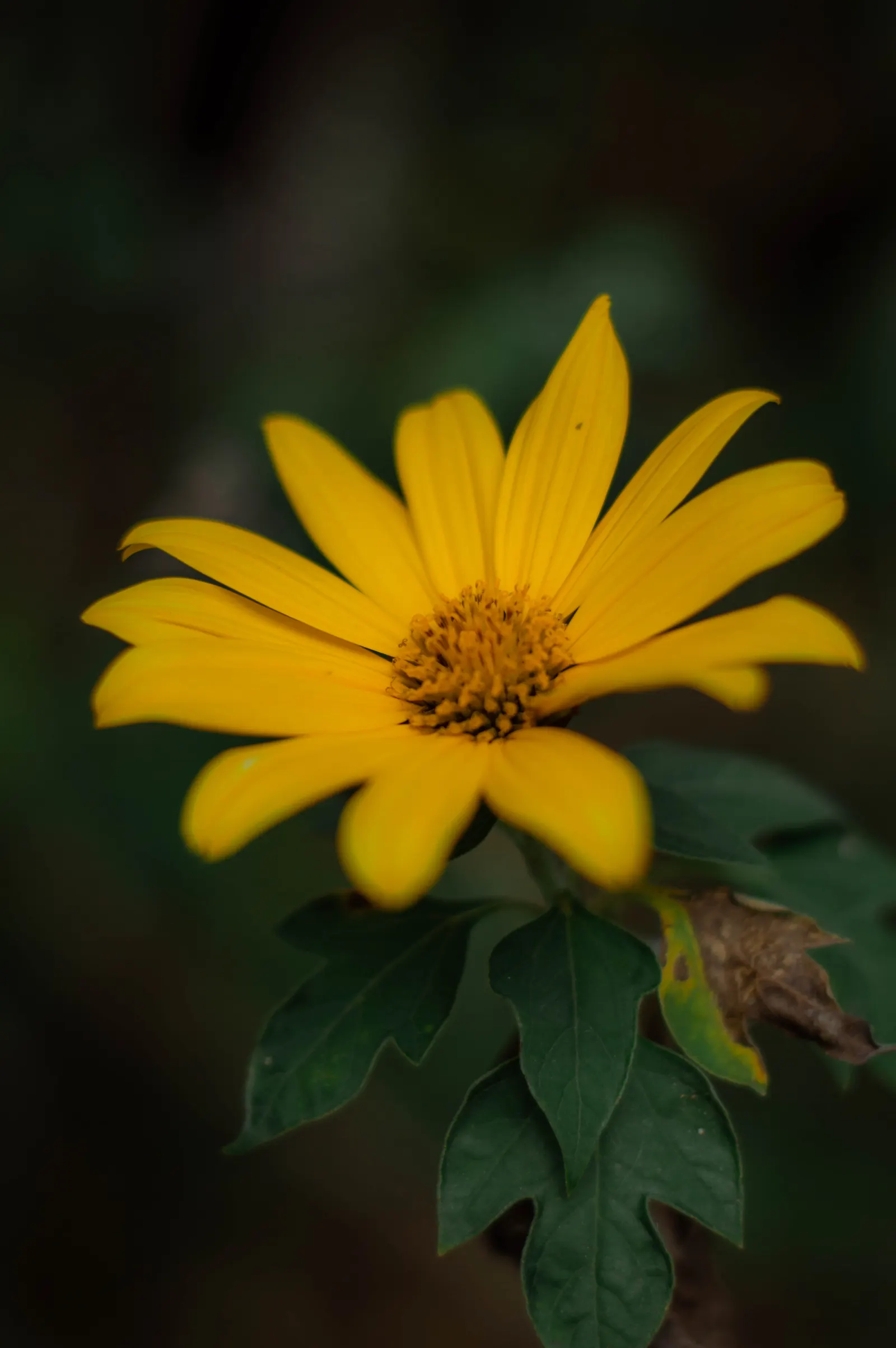 Mexican Marigold (Tagetes Lemmonii) — which equates to approximately 36 to 48 inches
