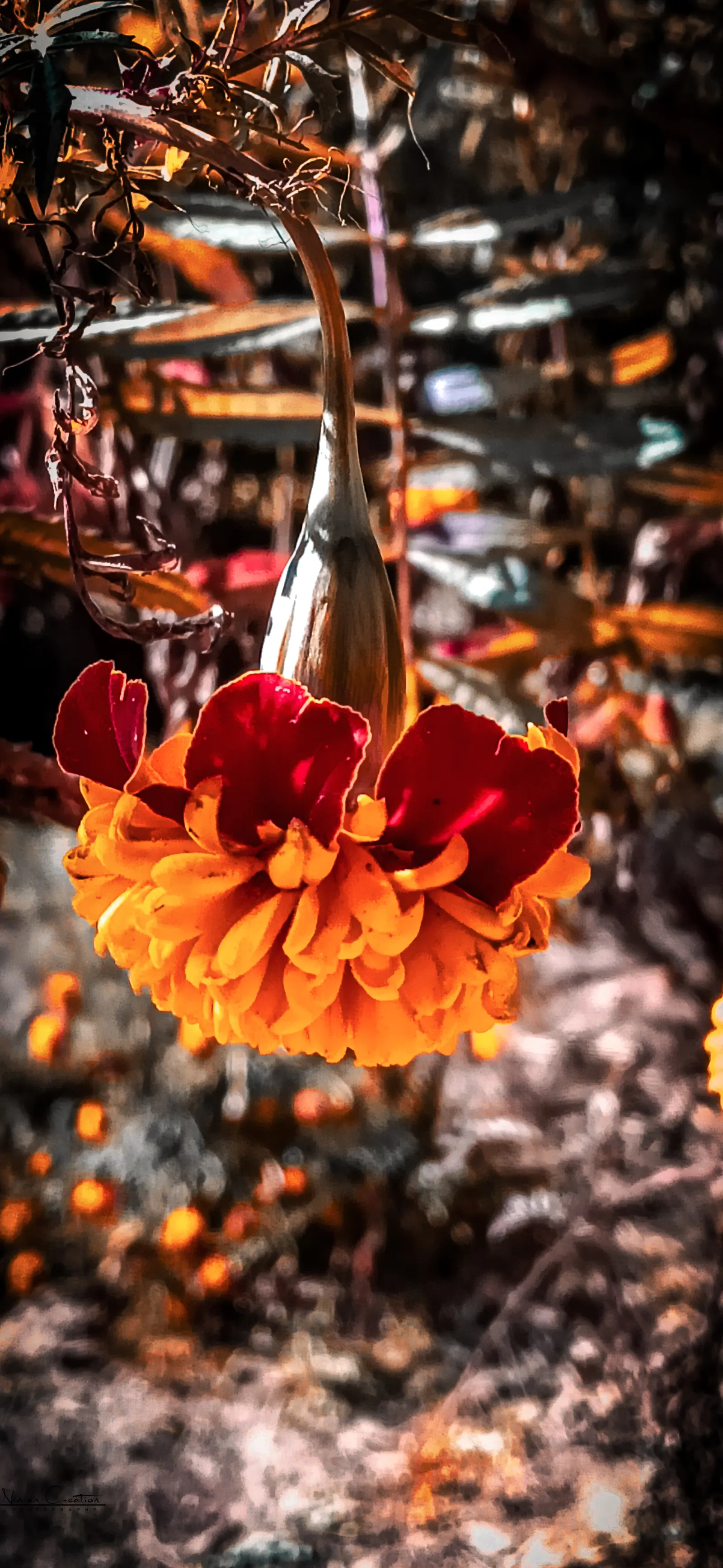 Mexican Marigold (Tagetes Lemmonii) — Regular pruning maintains shape and encourages flowering; finely divided green leaves which emit a distinctive fragrance