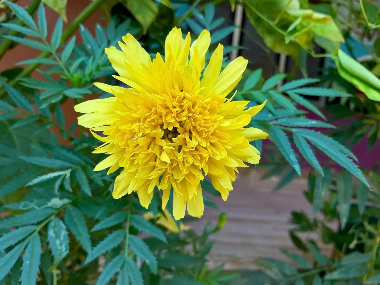Mexican Marigold (Tagetes Lemmonii) — making it an ideal candidate for xeriscaping and low-water-use gardens; it thrives in well-draining soil and requires