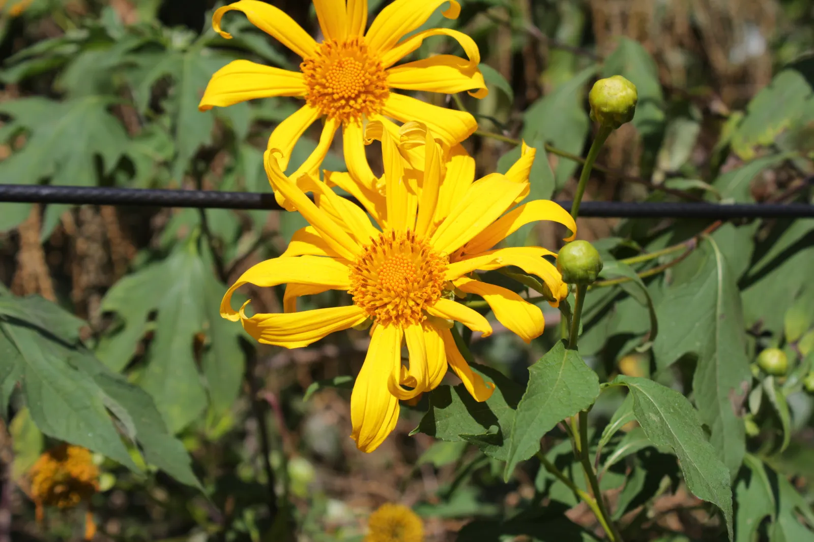 Mexican Marigold (Tagetes Lemmonii) — fine-textured foliage and bright yellow-orange flowers; this vibrant species is native to the Sonoran desert regions of
