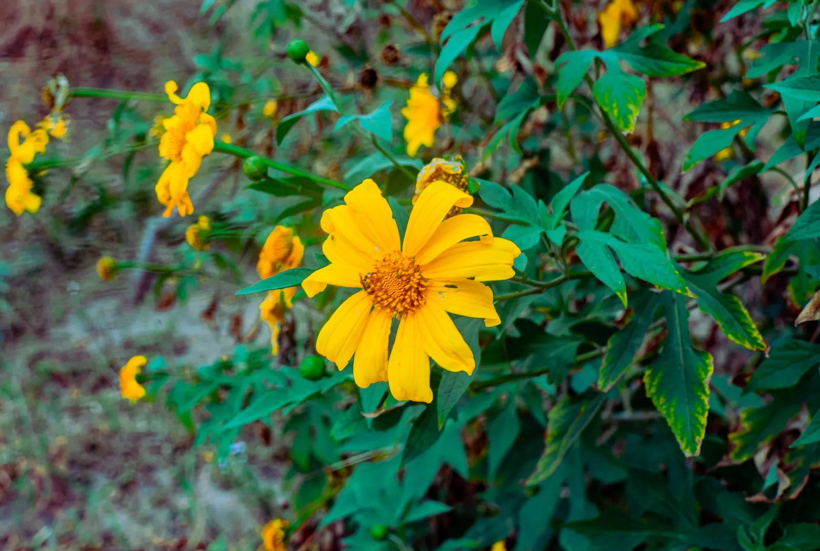 Mexican Marigold (Tagetes Lemmonii) — is an effulgent perennial shrub that plays a valuable role in ornamental horticulture