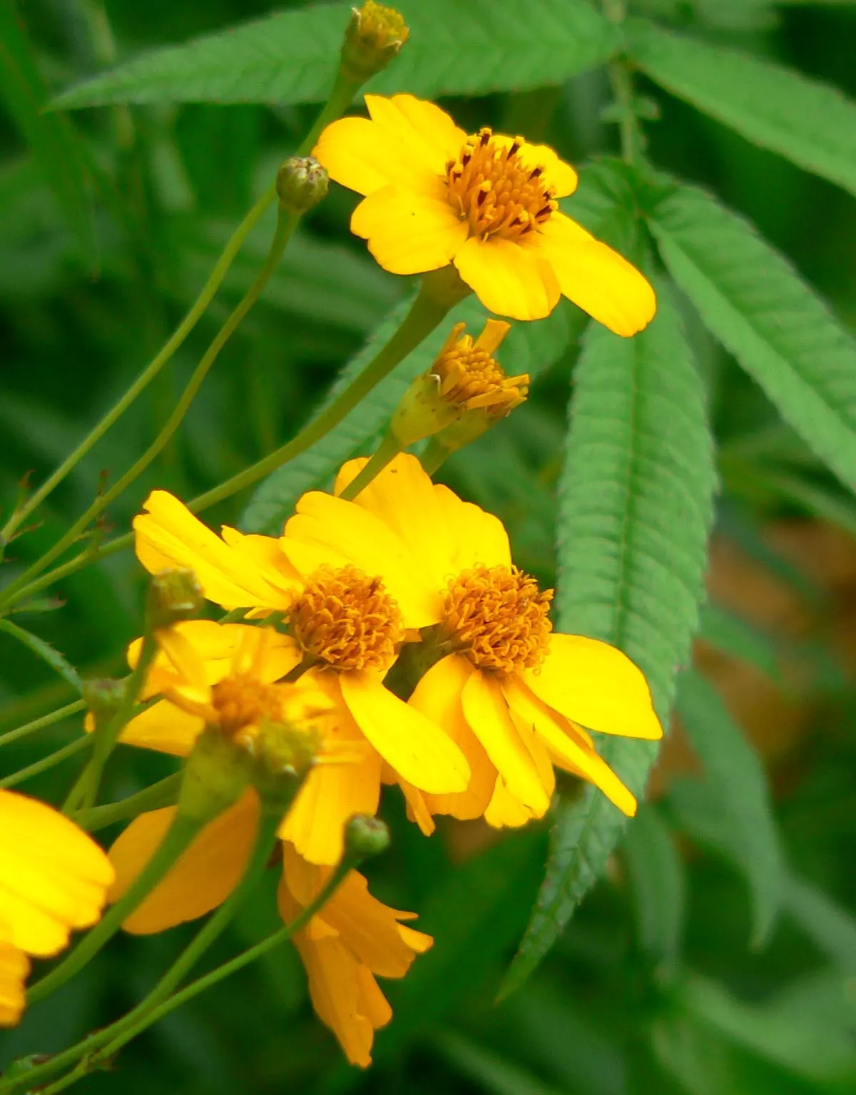 Mexican Marigold (Tagetes Lemmonii) — This vibrant species is native to the Sonoran desert regions of Arizona and Mexico; reaching a mature size of, image 73