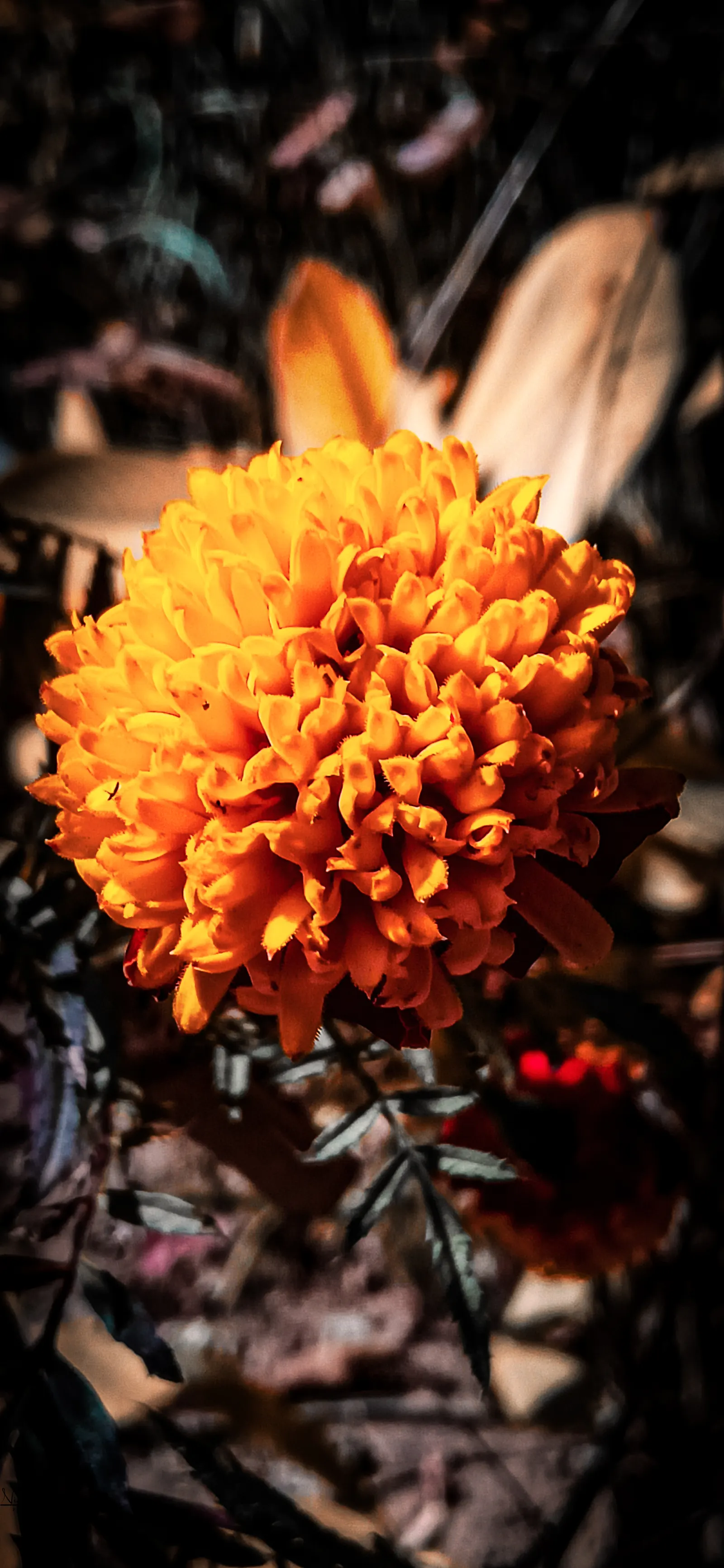 Mexican Marigold (Tagetes Lemmonii) — reaching a mature size of about 3 to 4 feet in both height and width; typically about 2 inches in diameter