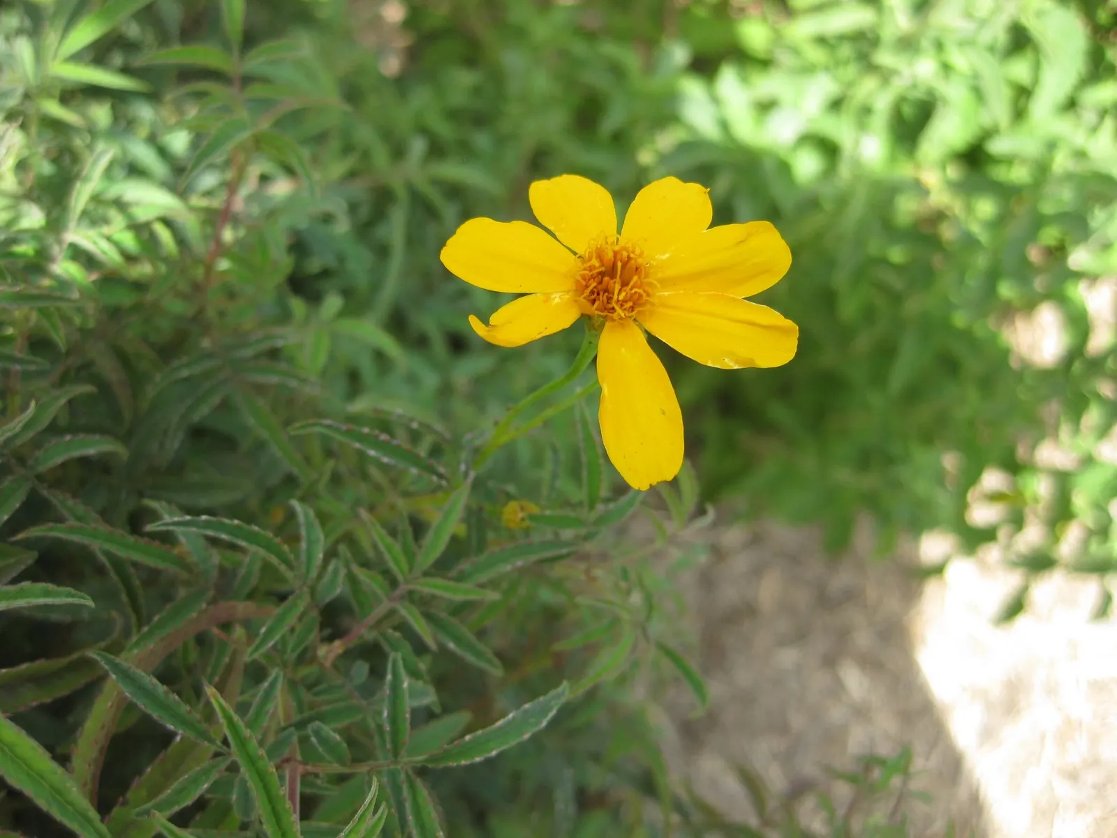 Mexican Marigold (Tagetes Lemmonii) — Ideal for adding color and aroma to borders or as a sensory plant; it is quite drought-tolerant, image 66