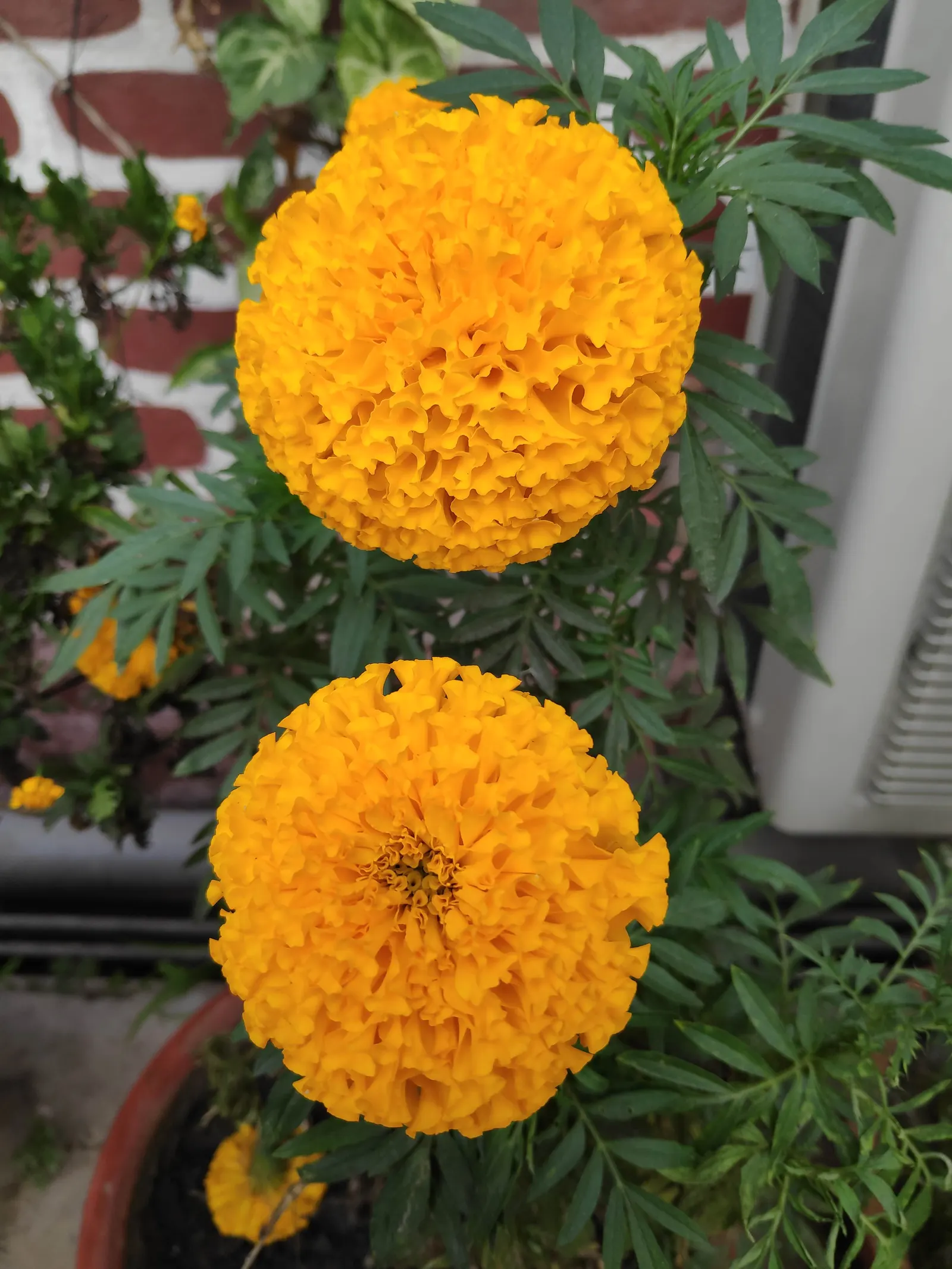 Mexican Marigold (Tagetes Lemmonii) — Mexican Marigold (Tagetes lemmonii) is a vibrant perennial offering fragrant; ideal for adding color and, image 63