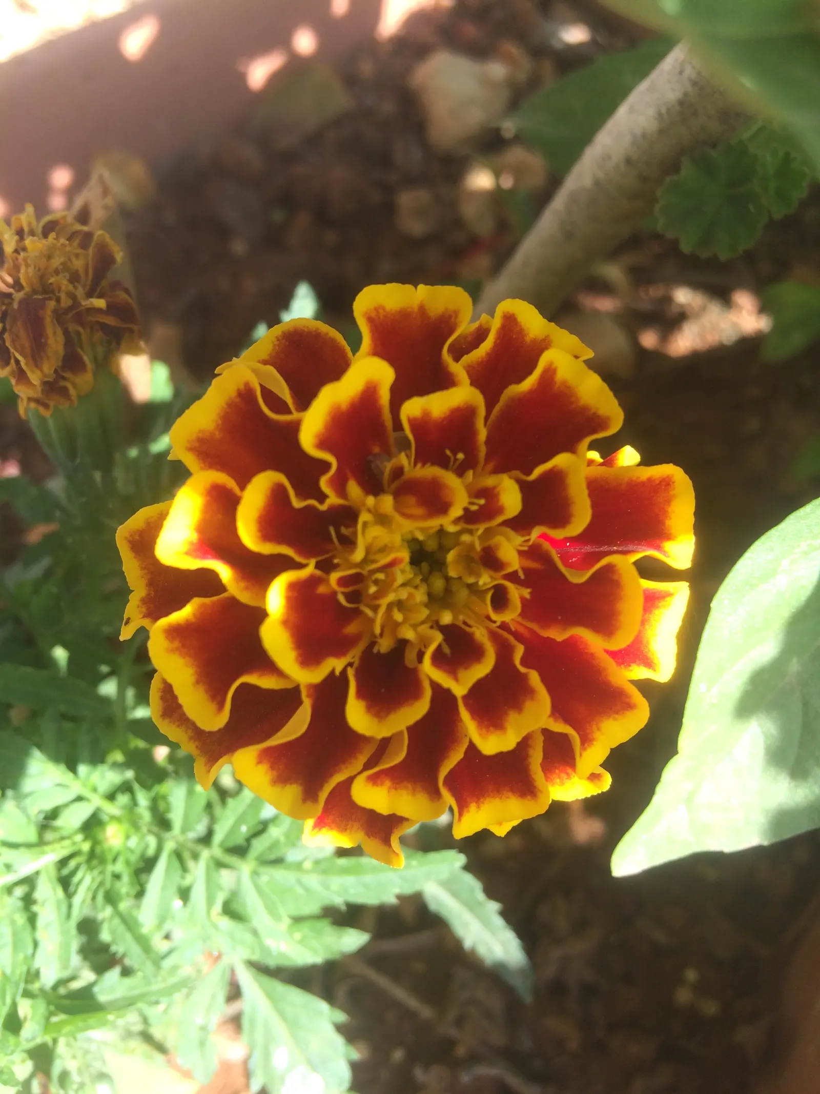 Mexican Marigold (Tagetes Lemmonii) — This vibrant species is native to the Sonoran desert regions of Arizona and Mexico