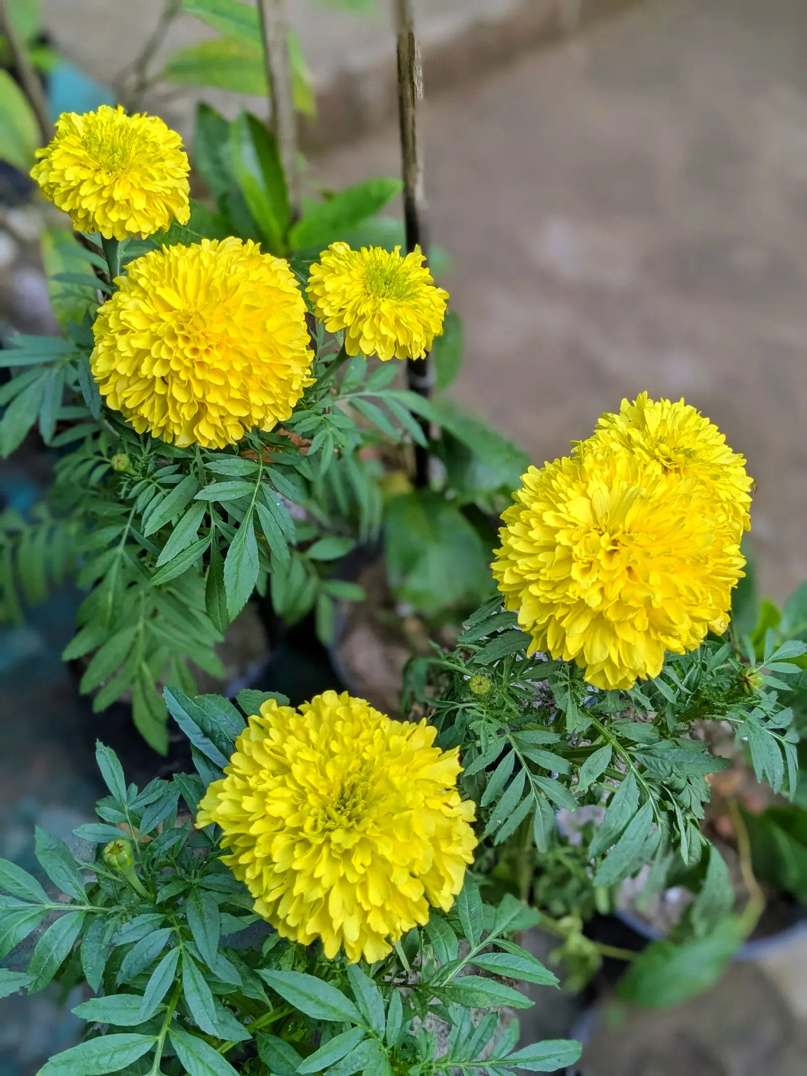 Mexican Marigold (Tagetes Lemmonii) — it is quite drought-tolerant