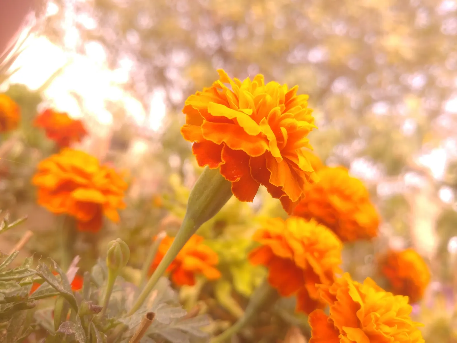 Mexican Marigold (Tagetes Lemmonii) — which can enhance the ecological value of a garden landscape.<br><br>For optimal growth; it's essential to note that