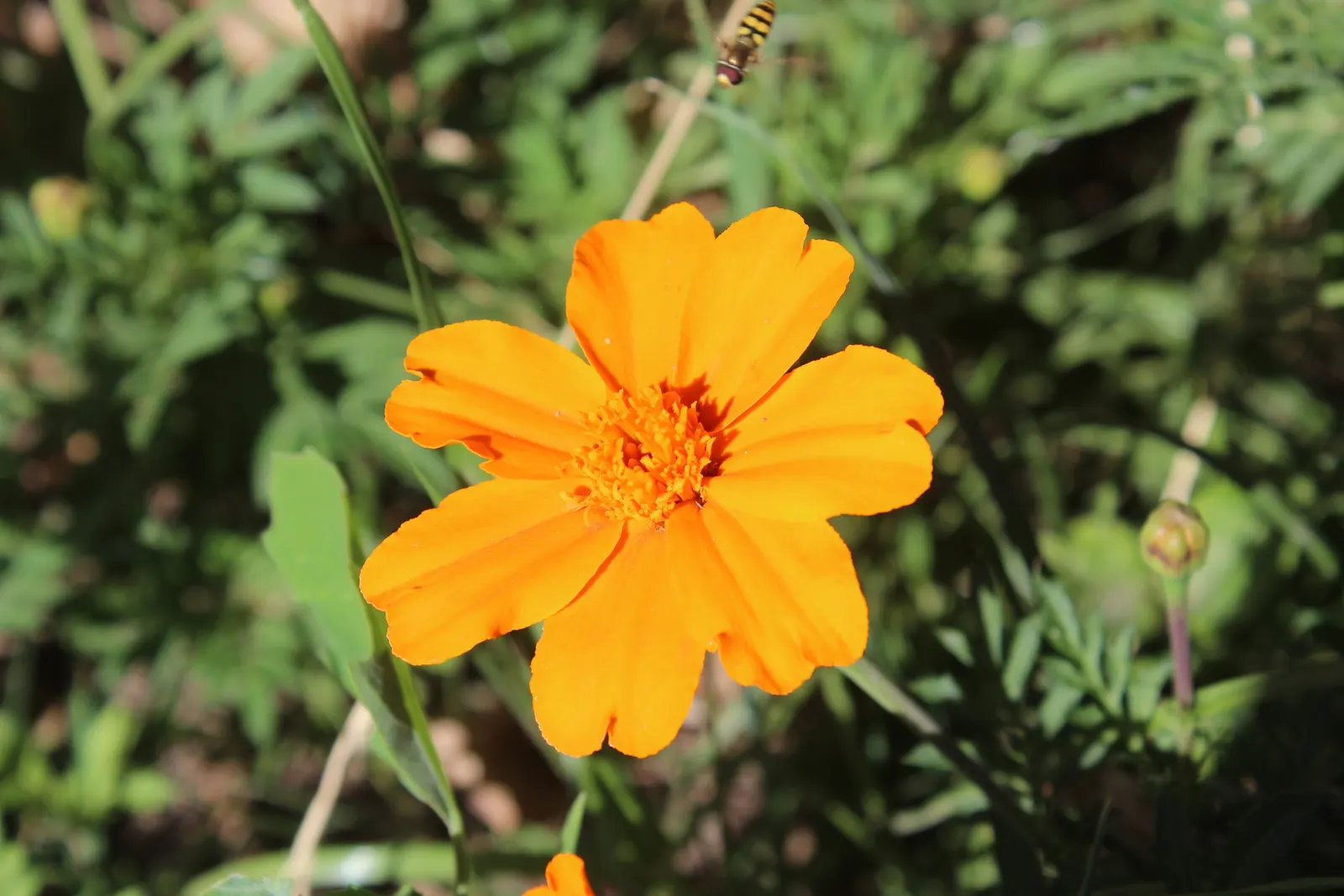 Mexican Marigold (Tagetes Lemmonii) — yellow flowers in the garden; its foliage is fine-textured