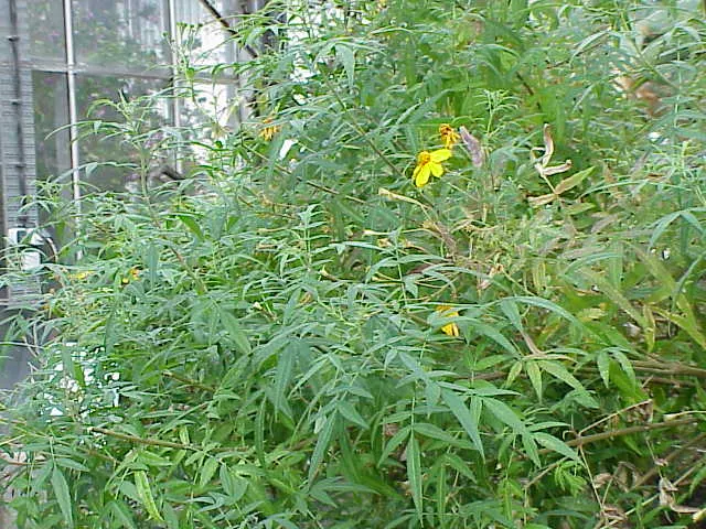 Mexican Marigold (Tagetes Lemmonii) — perennial with yellow blooms