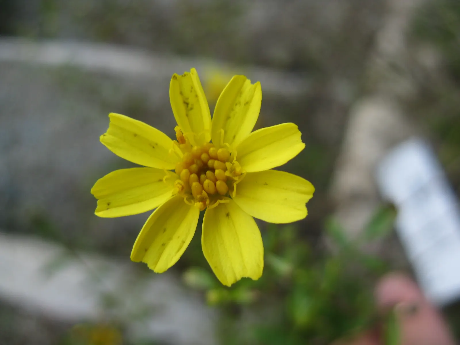 Mexican Marigold (Tagetes Lemmonii) — including butterflies and bees; attract a variety of pollinators