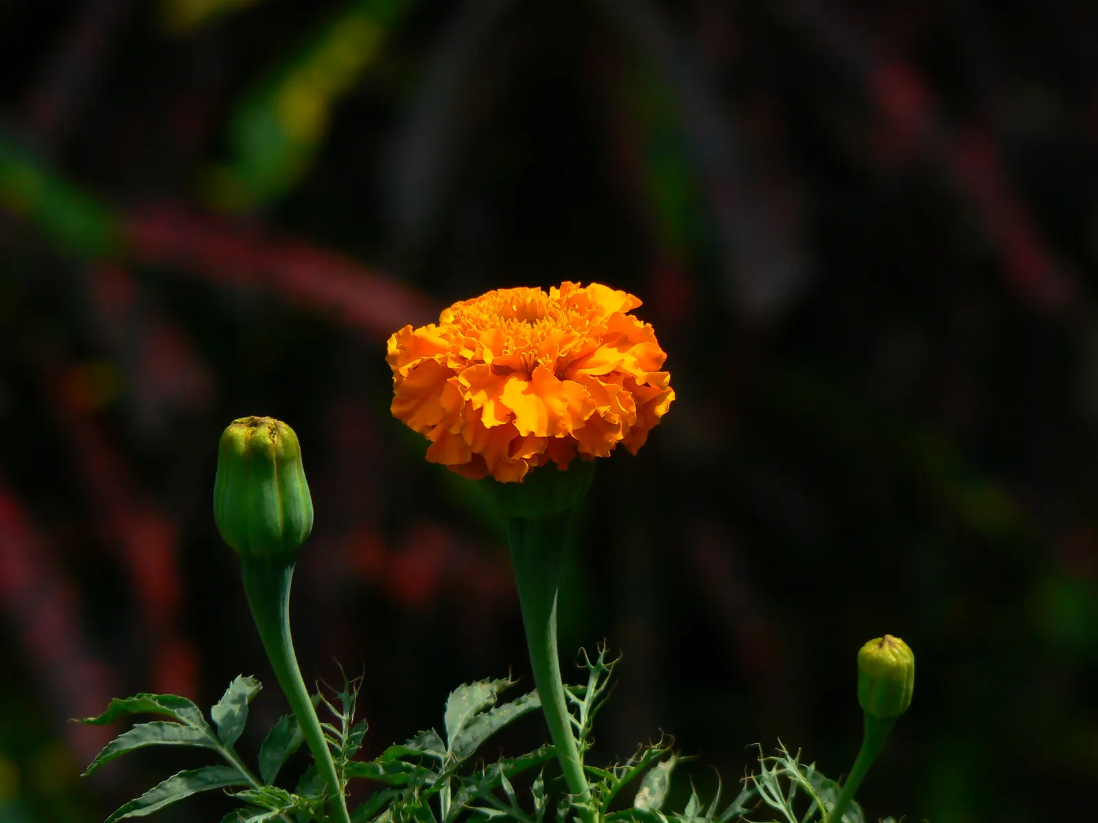 Mexican Marigold (Tagetes Lemmonii) — Its foliage is fine-textured; fine-textured foliage and bright yellow-orange flowers, image 76