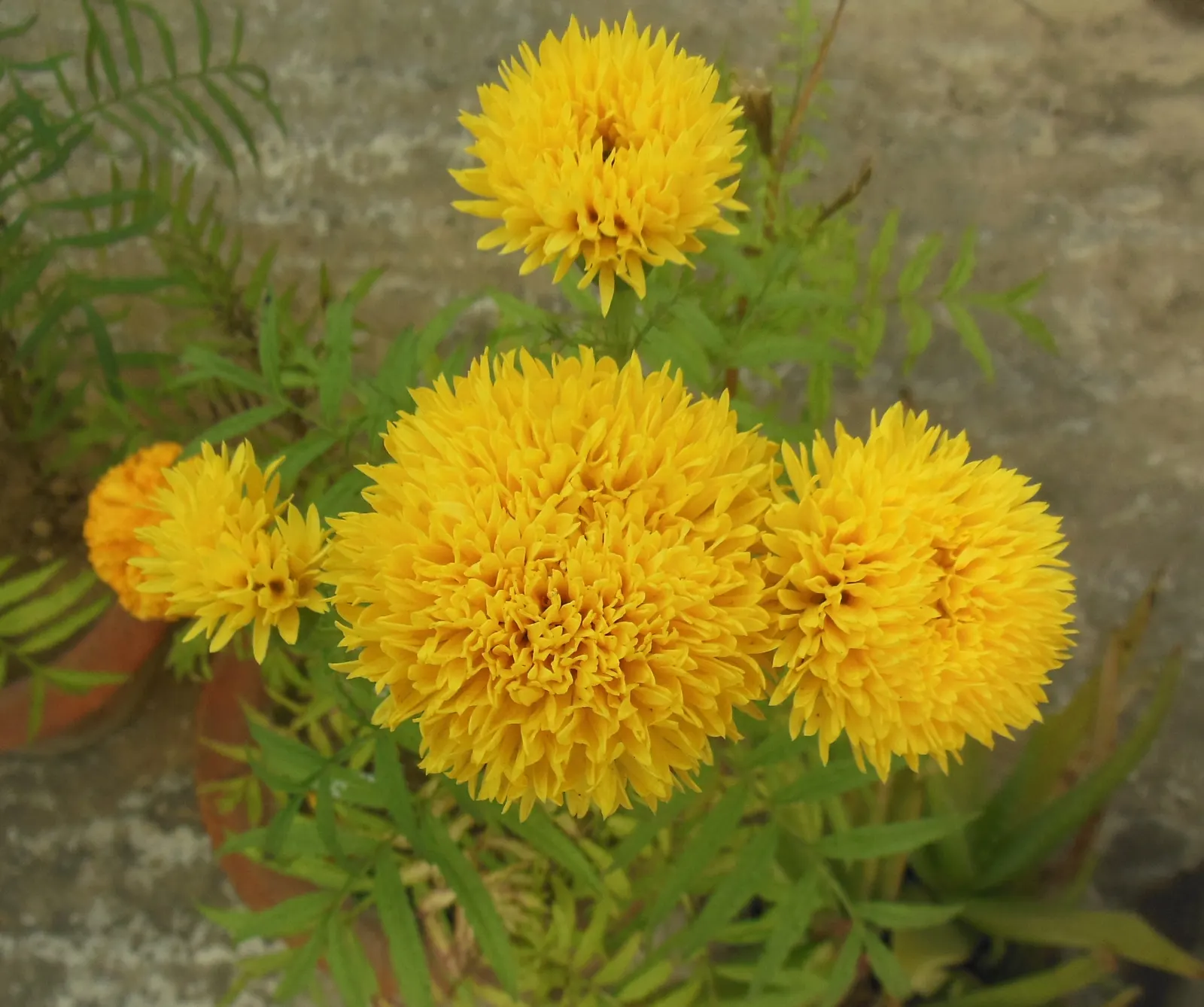 Mexican Marigold (Tagetes Lemmonii) — often compared to that of lemons or marigolds, image 47