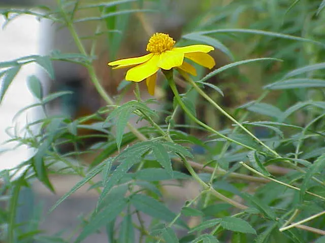 Mexican Marigold (Tagetes Lemmonii) — This vibrant species is native to the Sonoran desert regions of Arizona and Mexico; reaching a mature size of about 3 to