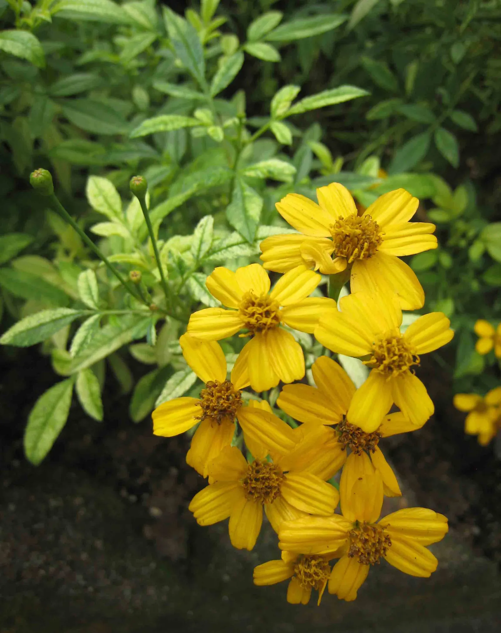 Mexican Marigold (Tagetes Lemmonii) — attract a variety of pollinators