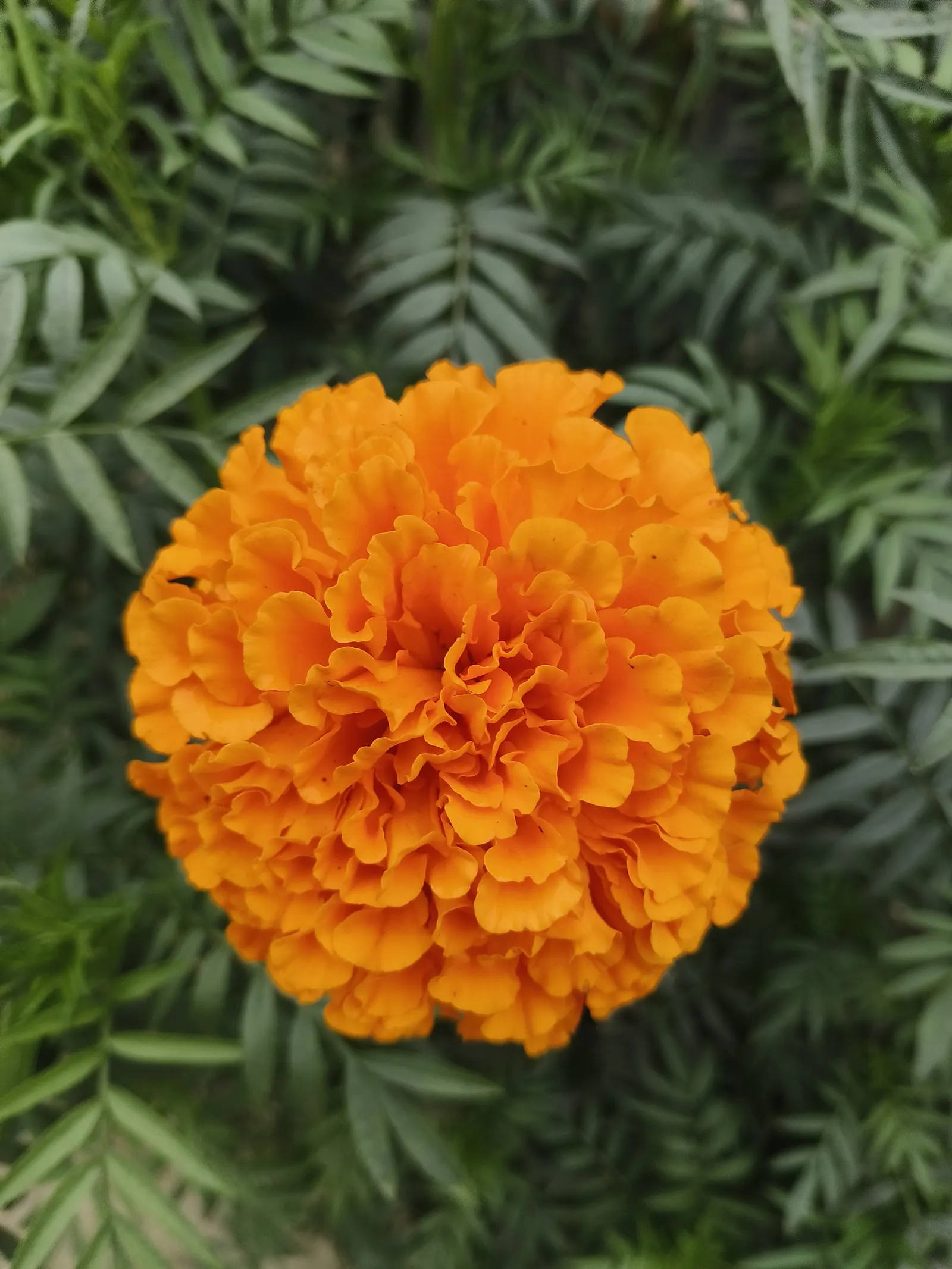 Mexican Marigold (Tagetes Lemmonii) — is an effulgent perennial shrub that plays a valuable role in ornamental horticulture; yellow flowers in the, image 71