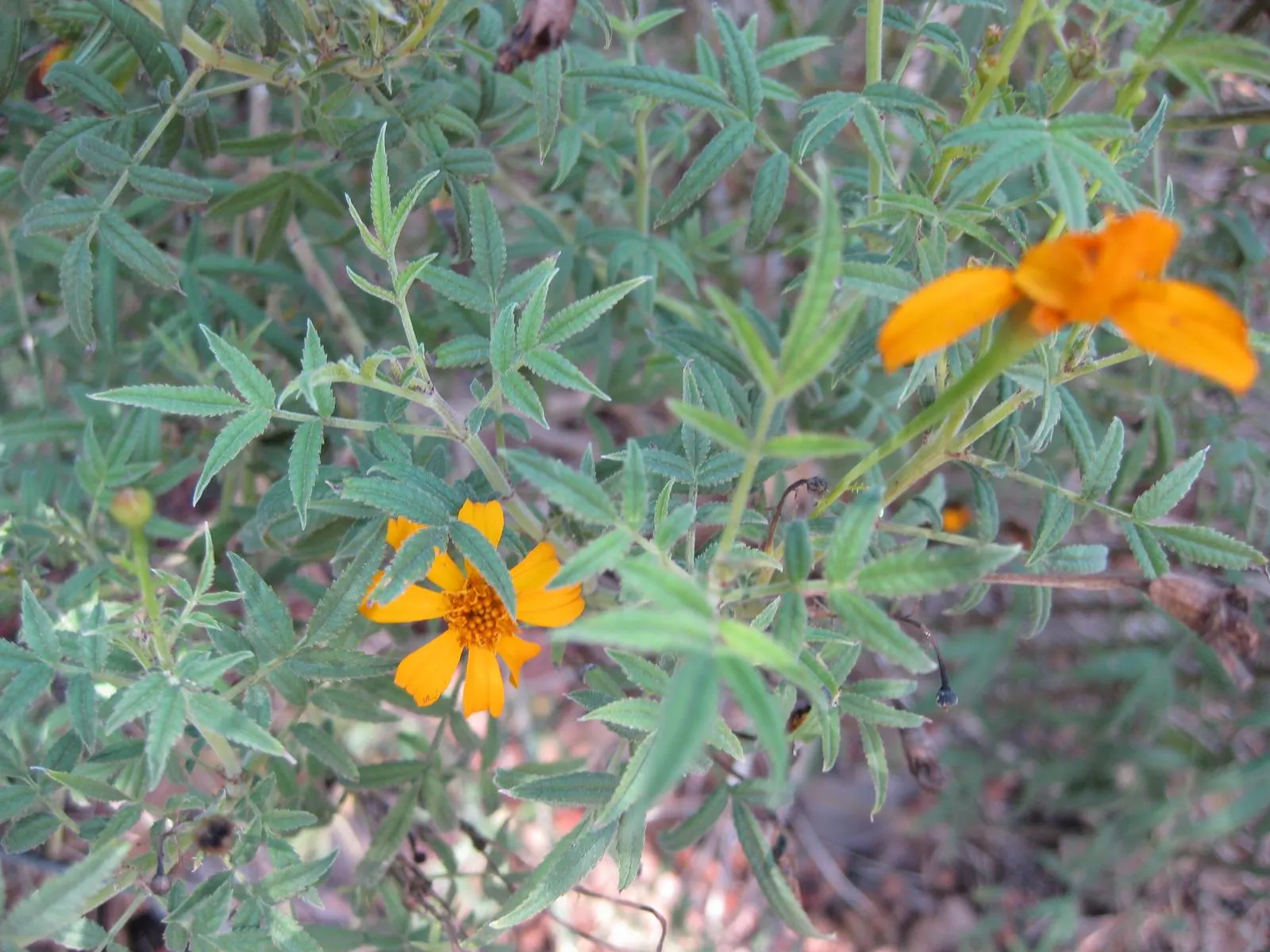 Mexican Marigold (Tagetes Lemmonii) — it is quite drought-tolerant; contributing to its common name