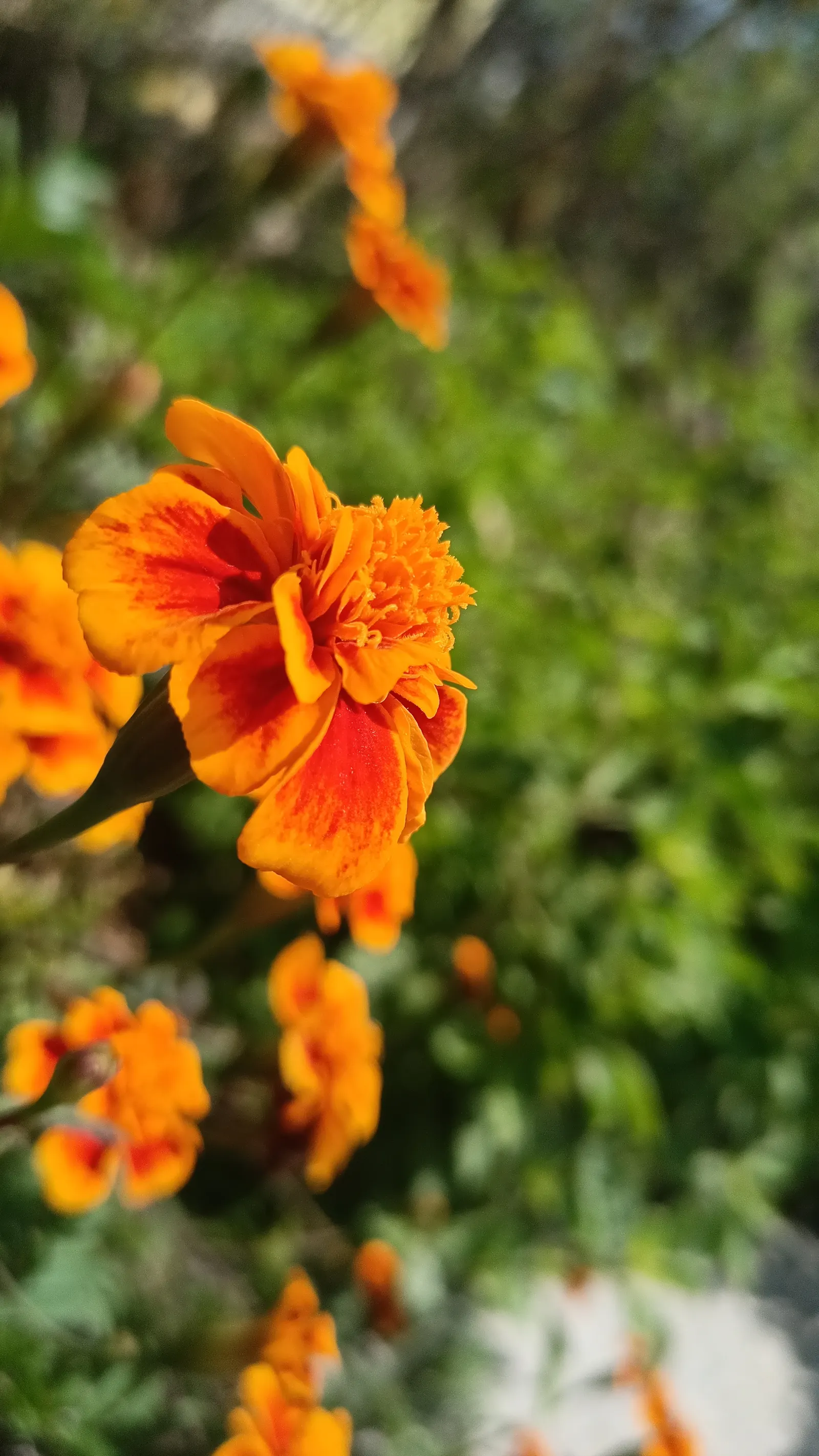 Mexican Marigold (Tagetes Lemmonii) — contributing to its common name
