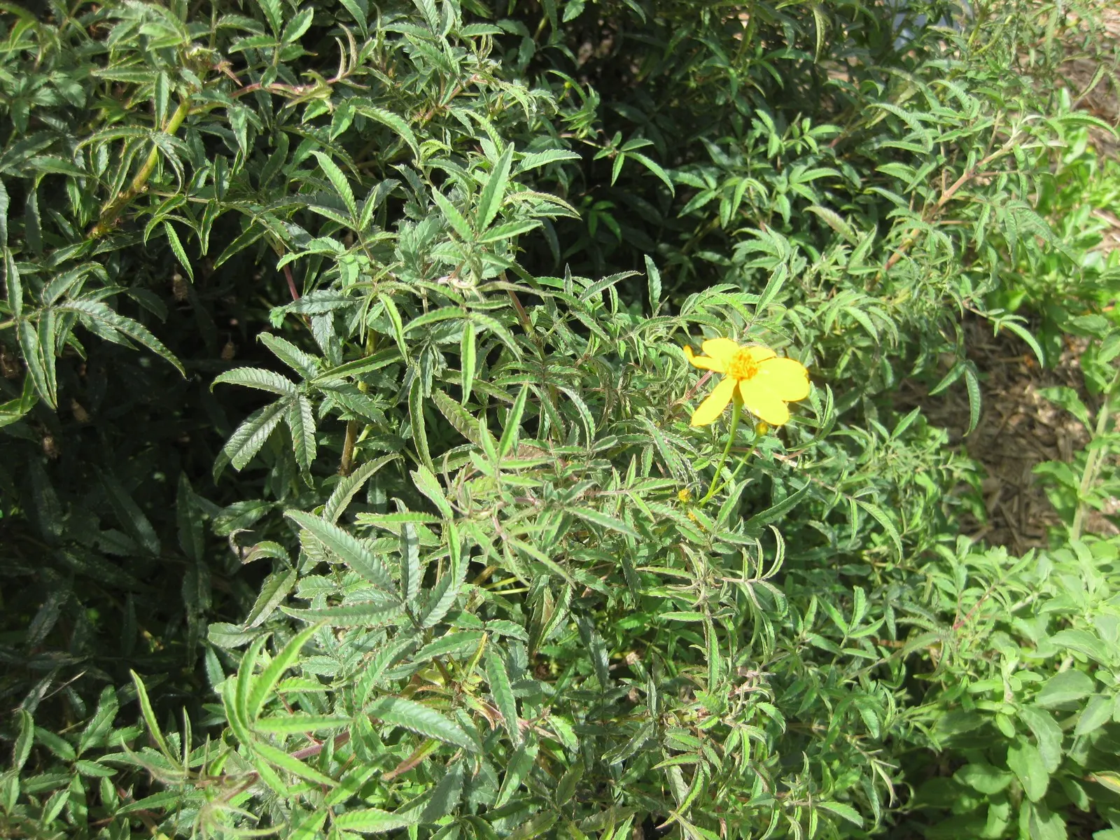 Mexican Marigold (Tagetes Lemmonii) — which equates to approximately 36 to 48 inches; making it an ideal candidate for xeriscaping and, image 75