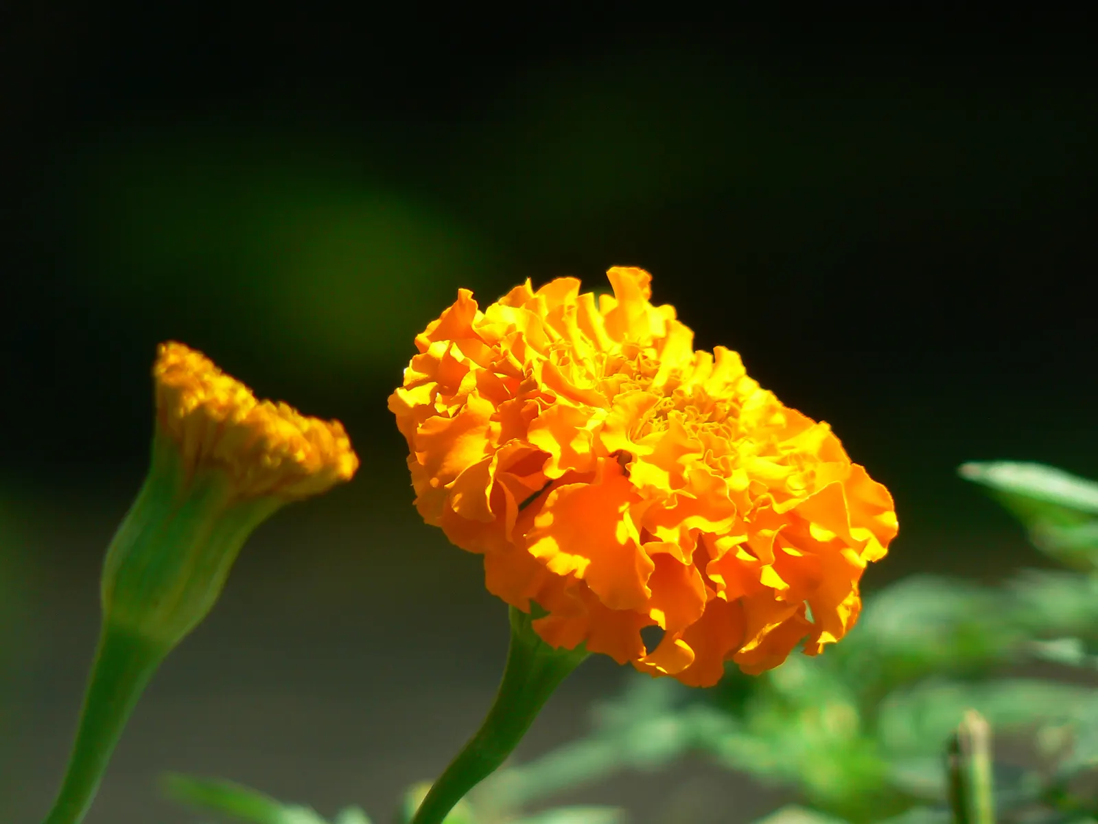 Mexican Marigold (Tagetes Lemmonii) — Regular pruning maintains shape and encourages flowering
