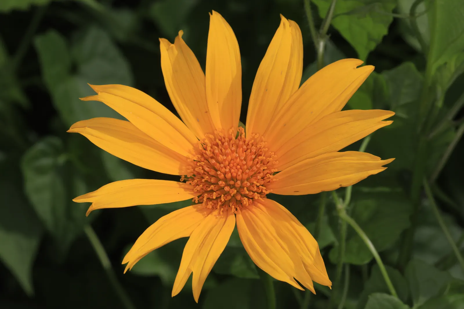 Mexican Marigold (Tagetes Lemmonii) — finely divided green leaves which emit a distinctive fragrance when brushed or crushed; is an effulgent perennial shrub