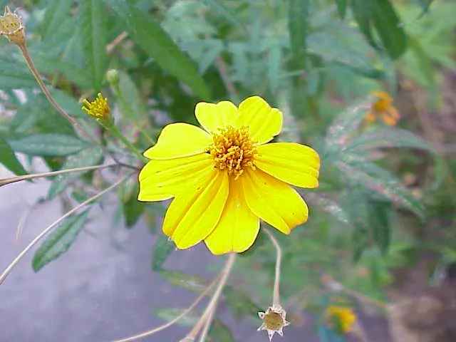 Mexican Marigold (Tagetes Lemmonii) — Ideal for adding color and aroma to borders or as a sensory plant; it is quite drought-tolerant