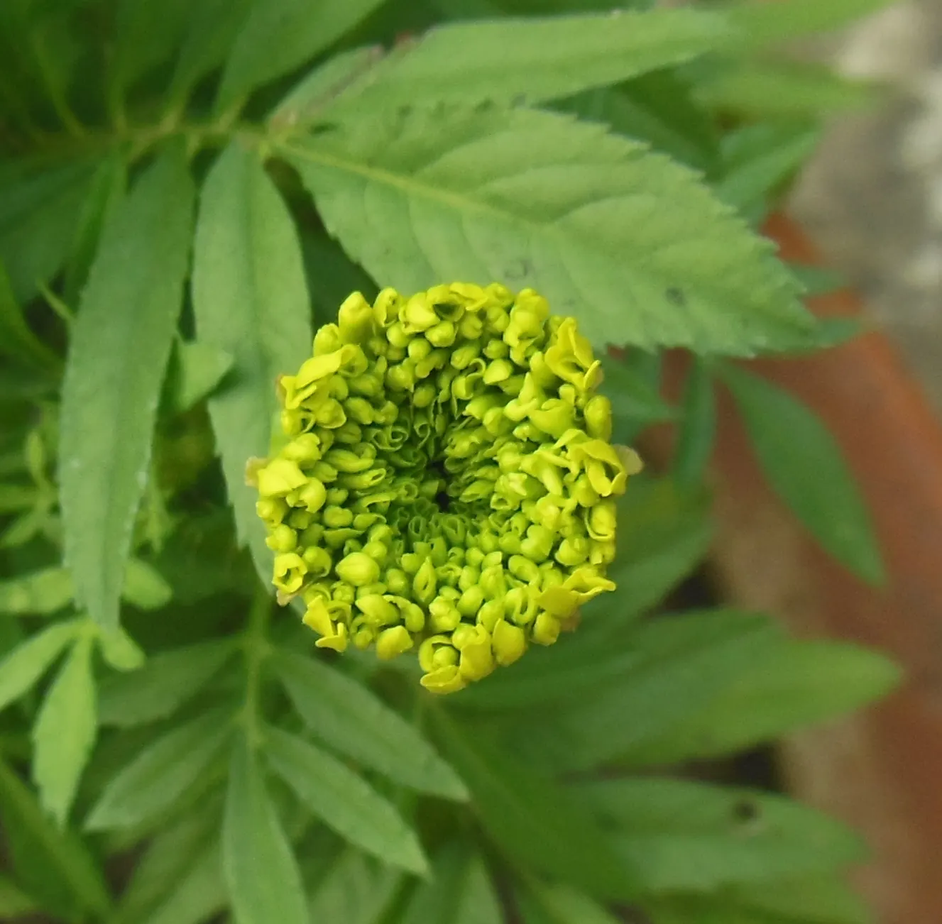 Mexican Marigold (Tagetes Lemmonii) — Its foliage is fine-textured