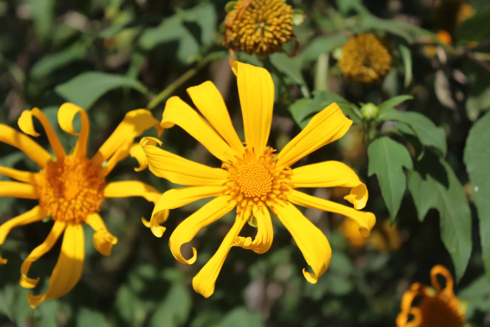 Mexican Marigold (Tagetes Lemmonii) — scientifically referred to as Tagetes lemmonii; which can enhance the ecological value of a garden landscape.<br><br>For