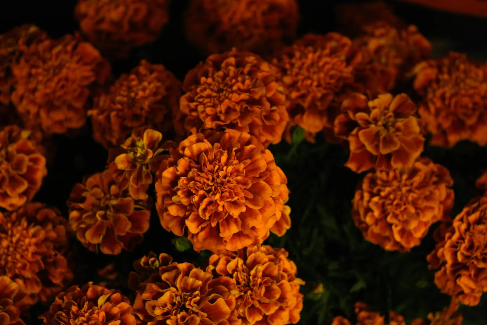 Mexican Marigold (Tagetes Lemmonii) — fine-textured foliage and bright yellow-orange flowers; this vibrant species is native to the Sonoran desert, image 64