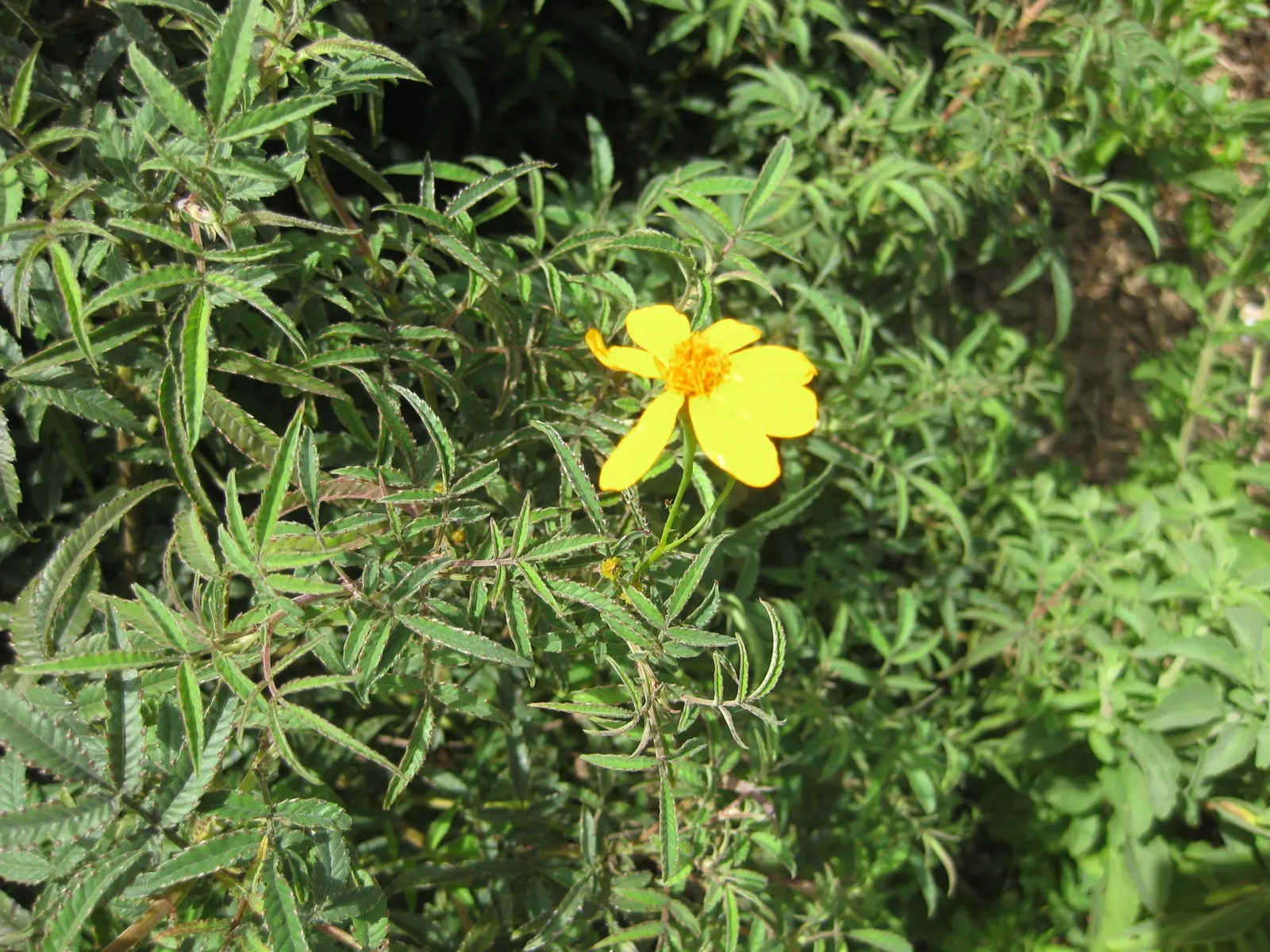 Mexican Marigold (Tagetes Lemmonii) — attract a variety of pollinators; which equates to approximately 36 to 48 inches