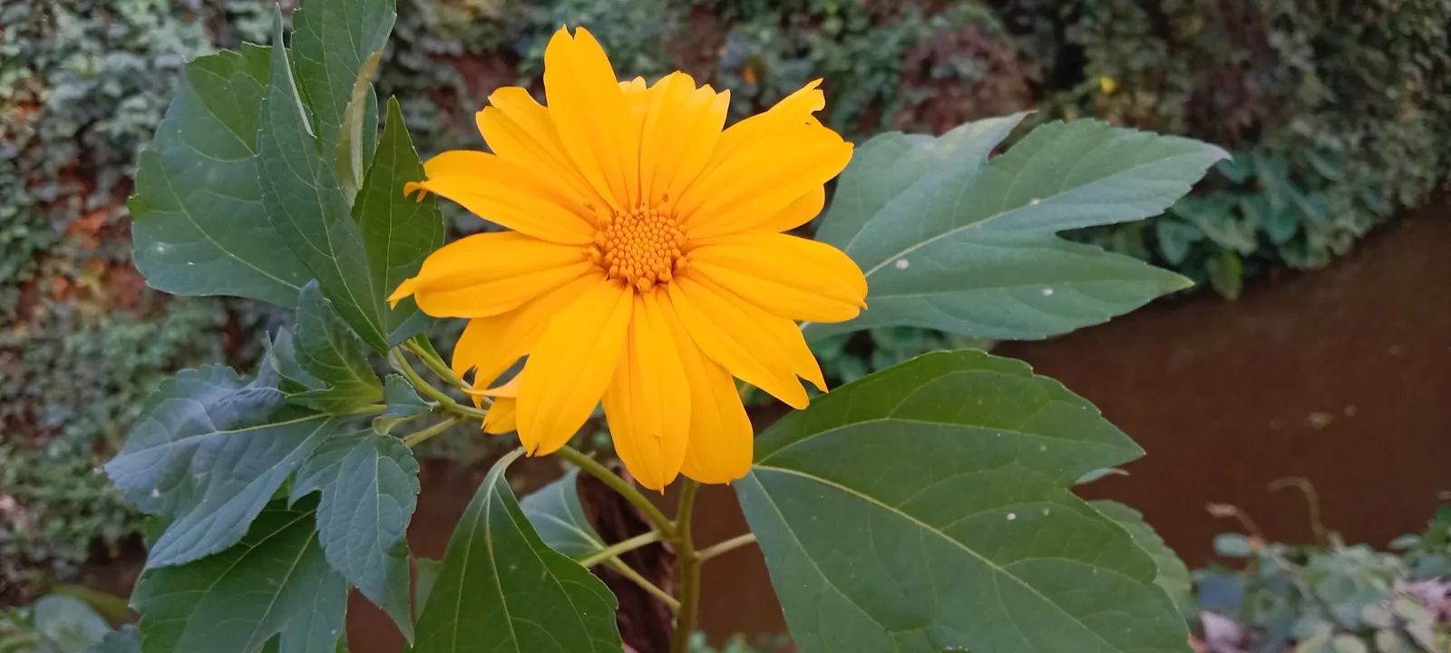 Mexican Marigold (Tagetes Lemmonii) — daisy-like golden yellow flowers