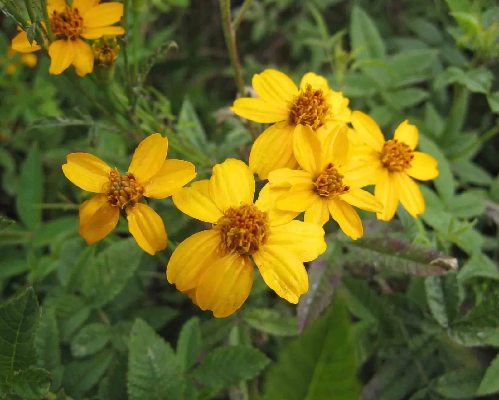 Mexican Marigold (Tagetes Lemmonii) — reaching a mature size of about 3 to 4 feet in both height and width