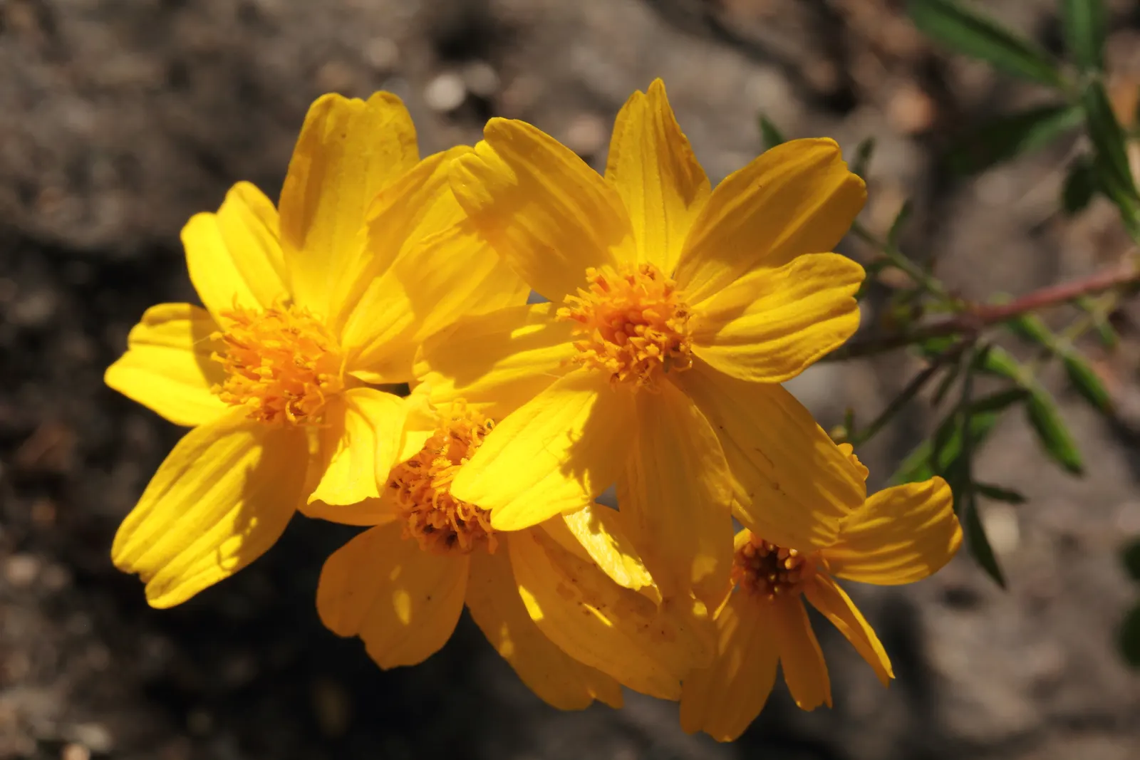 Mexican Marigold (Tagetes Lemmonii) — It's essential to note that while hardy
