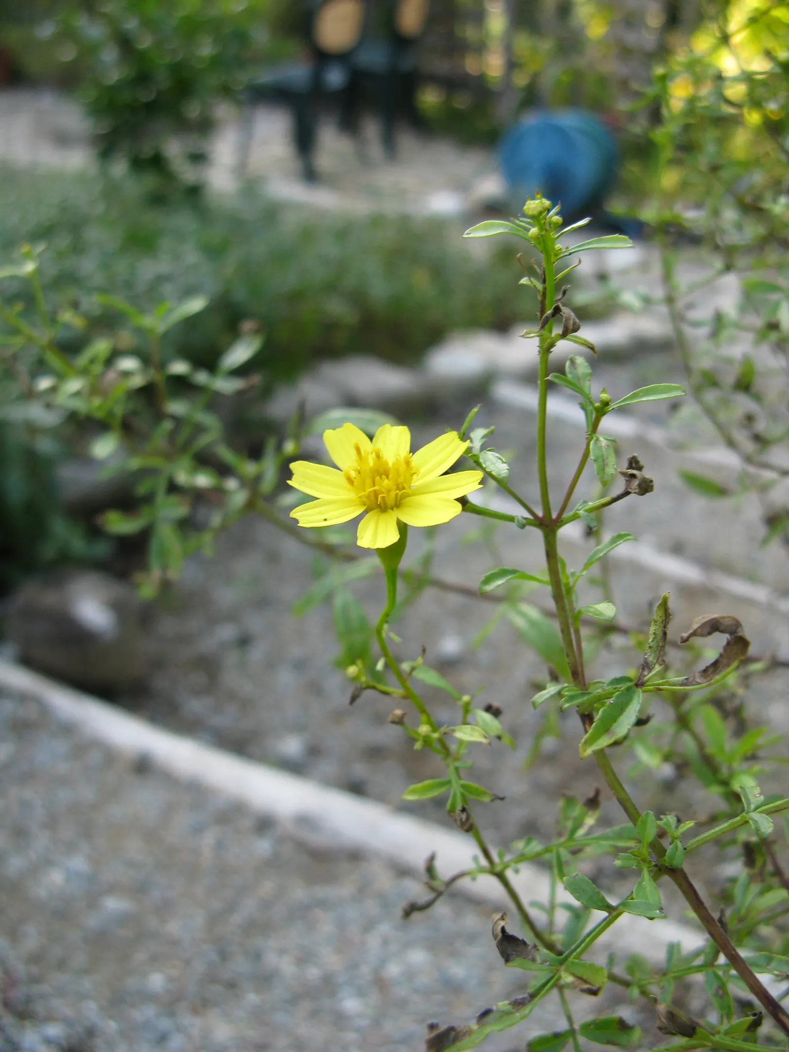 Mexican Marigold (Tagetes Lemmonii) — Ideal for adding color and aroma to borders or as a sensory plant