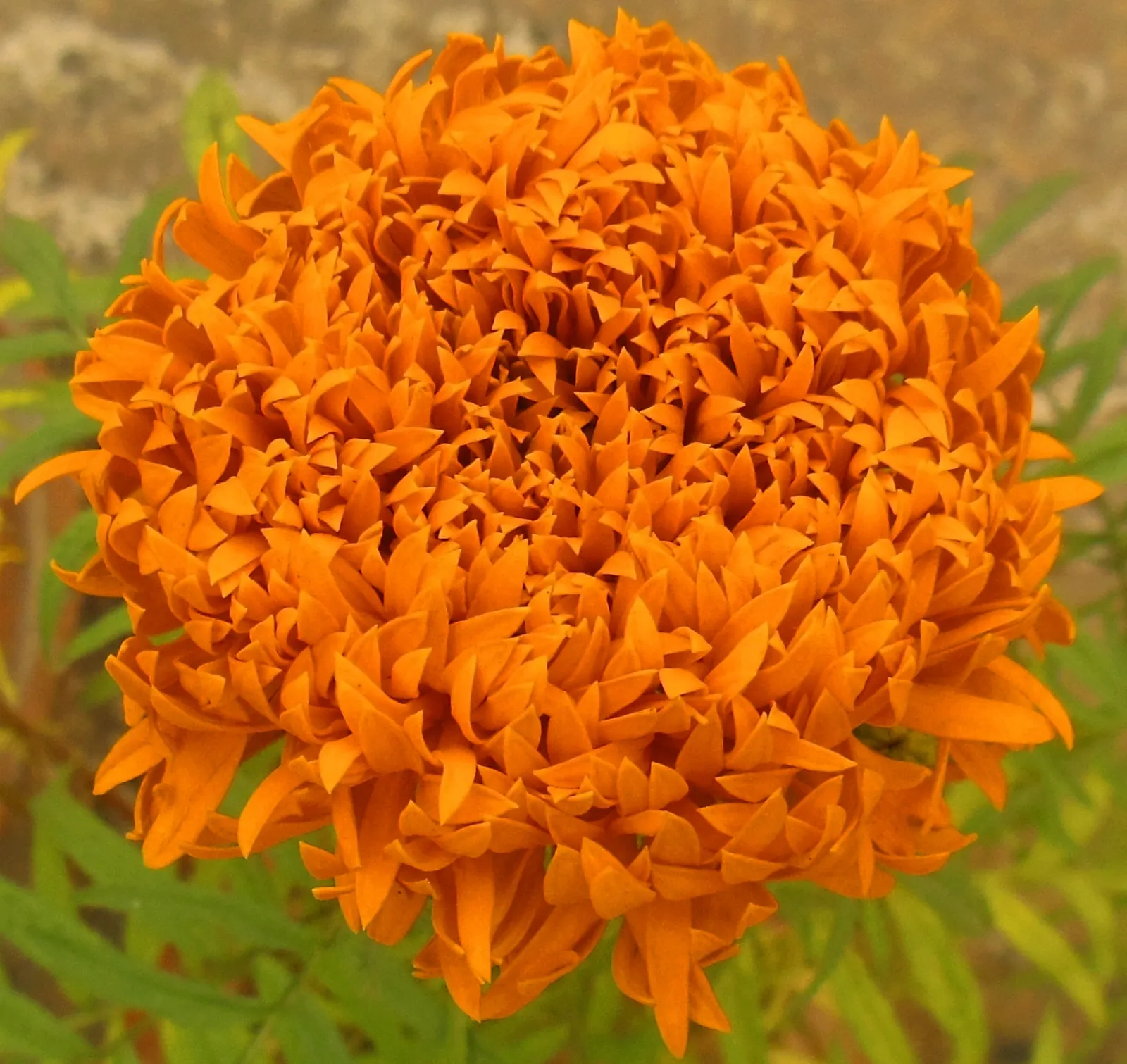 Mexican Marigold (Tagetes Lemmonii) — It thrives in well-draining soil and requires moderate watering, especially during the establishment phase