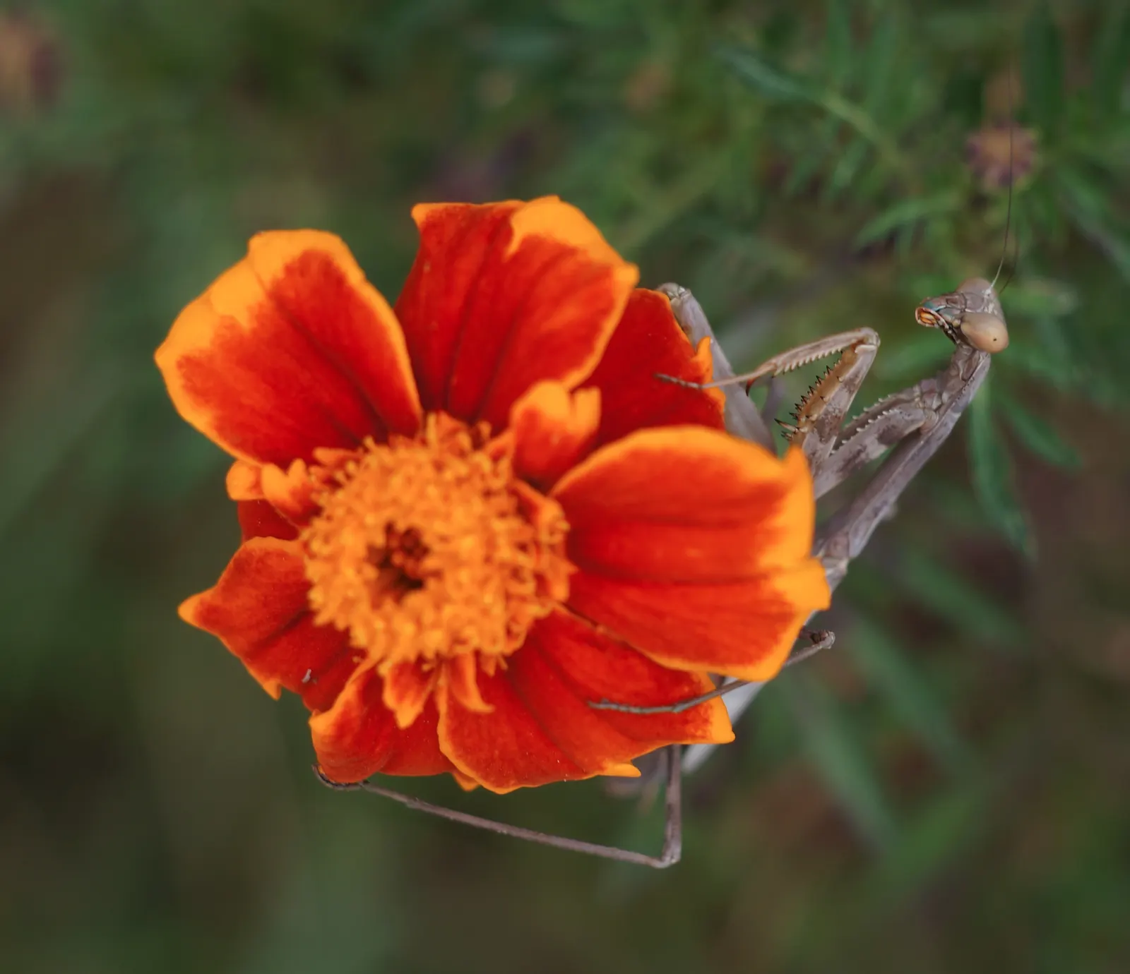 Mexican Marigold (Tagetes Lemmonii) — Grows to 3-6 ft in height with a spread of 2-3 ft; daisy-like golden yellow flowers
