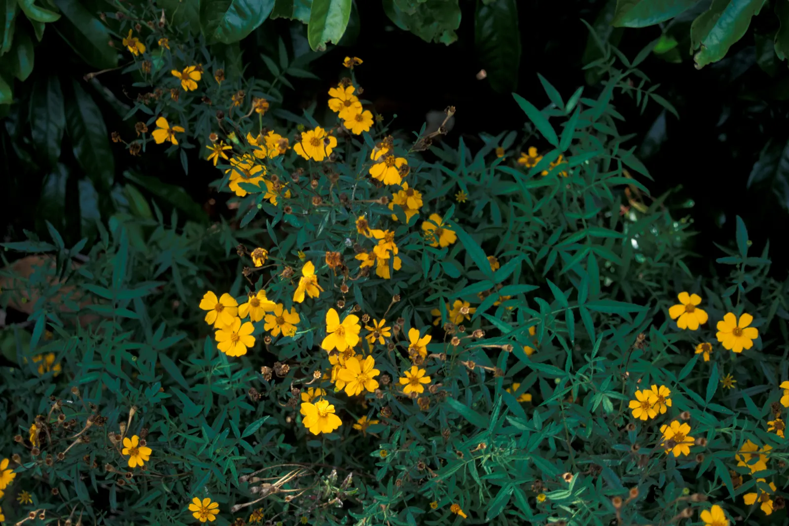 Mexican Marigold (Tagetes Lemmonii) — particularly within garden design; thrives in full sun and well-draining soil; hardy to 20&deg;F