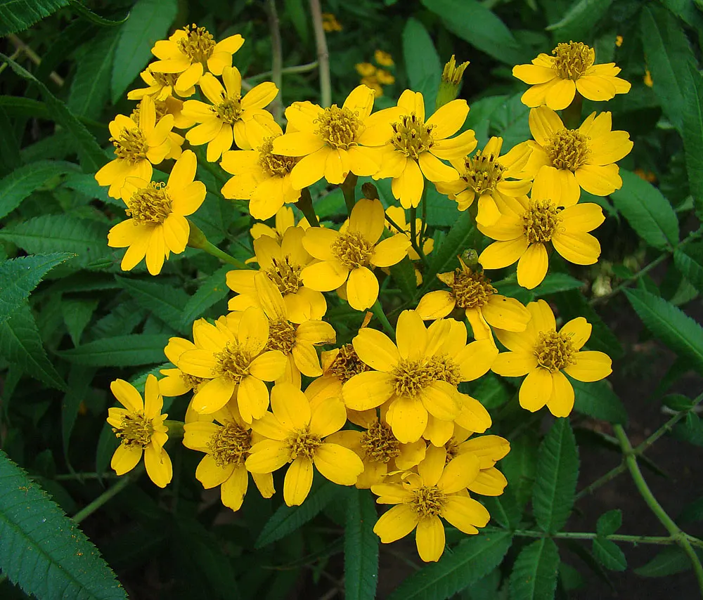 Mexican Marigold (Tagetes Lemmonii) — yellow flowers in the garden