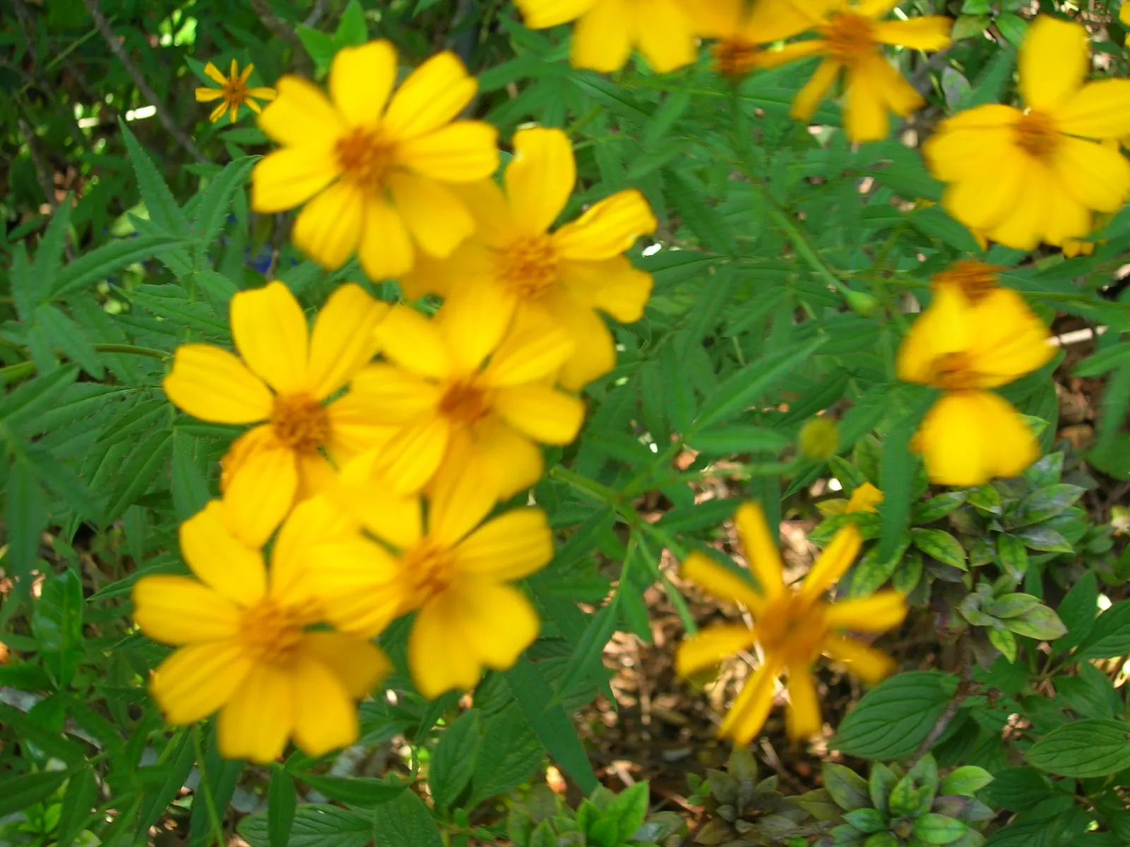 Mexican Marigold (Tagetes Lemmonii) — Grows to 3-6 ft in height with a spread of 2-3 ft; daisy-like golden yellow flowers, image 65