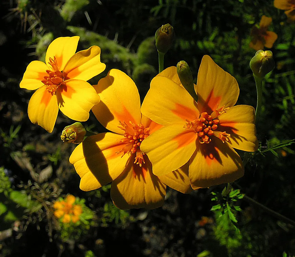 Mexican Marigold (Tagetes Lemmonii) — which equates to approximately 36 to 48 inches; making it an ideal candidate for xeriscaping and low-water-use gardens