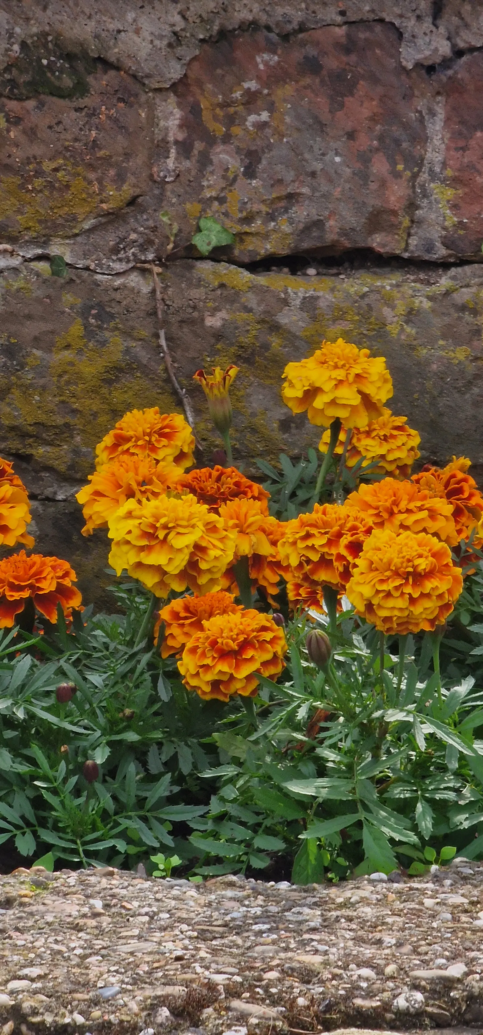 Mexican Marigold (Tagetes Lemmonii) — Thrives in full sun and well-draining soil; hardy to 20&deg;F; mexican Marigold (Tagetes lemmonii) is a, image 67