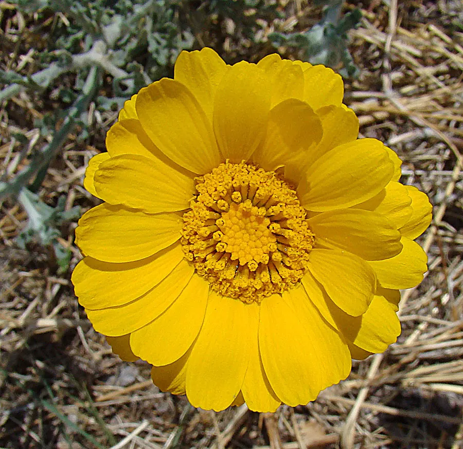 Mexican Marigold (Tagetes Lemmonii) — typically about 2 inches in diameter