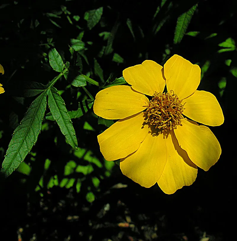 Mexican Marigold (Tagetes Lemmonii) — lemmonii prefers full sun exposure but can tolerate partial shade