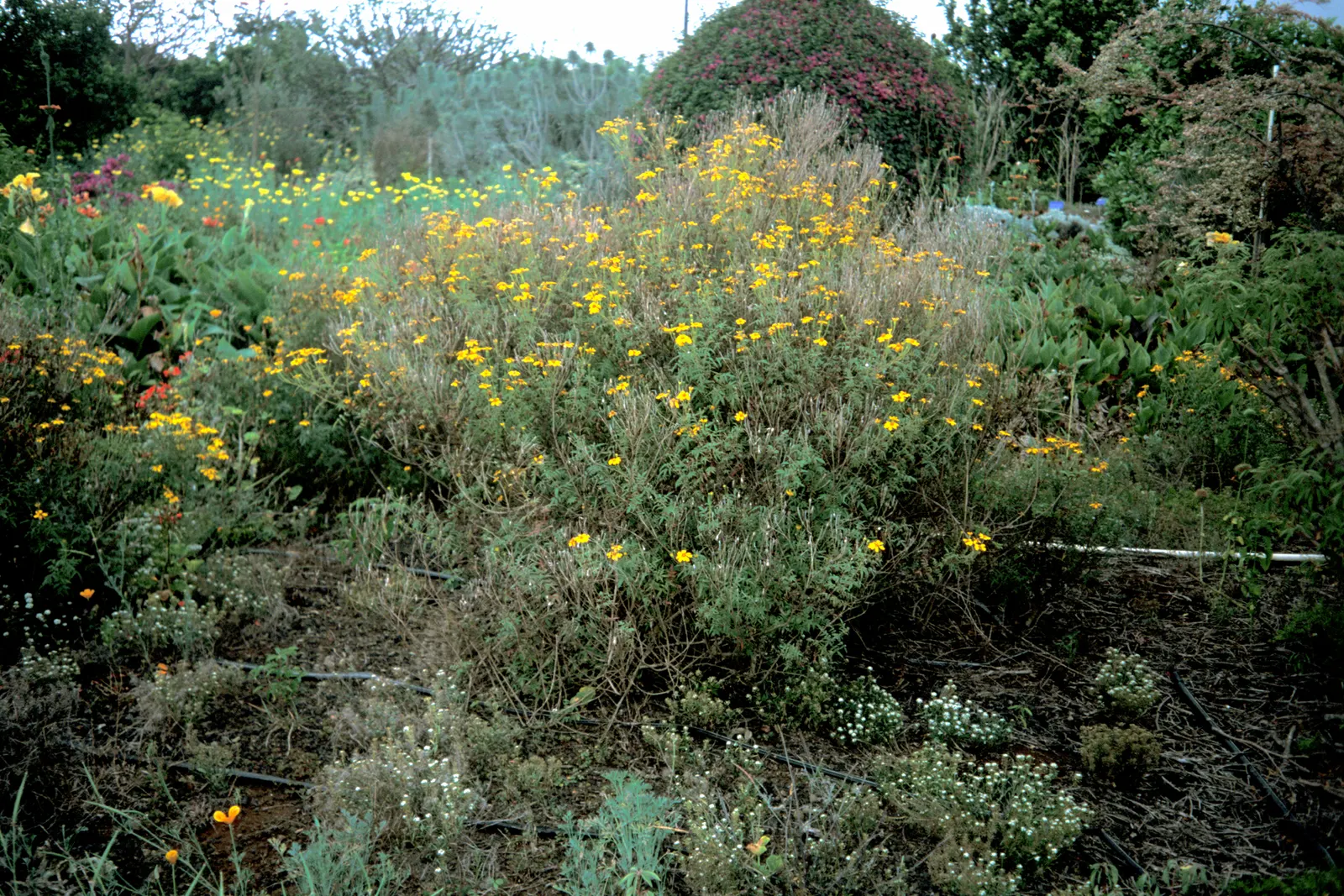 Mexican Marigold (Tagetes Lemmonii) — Blooms profusely in fall, attracting pollinators; scientifically referred to as Tagetes lemmonii