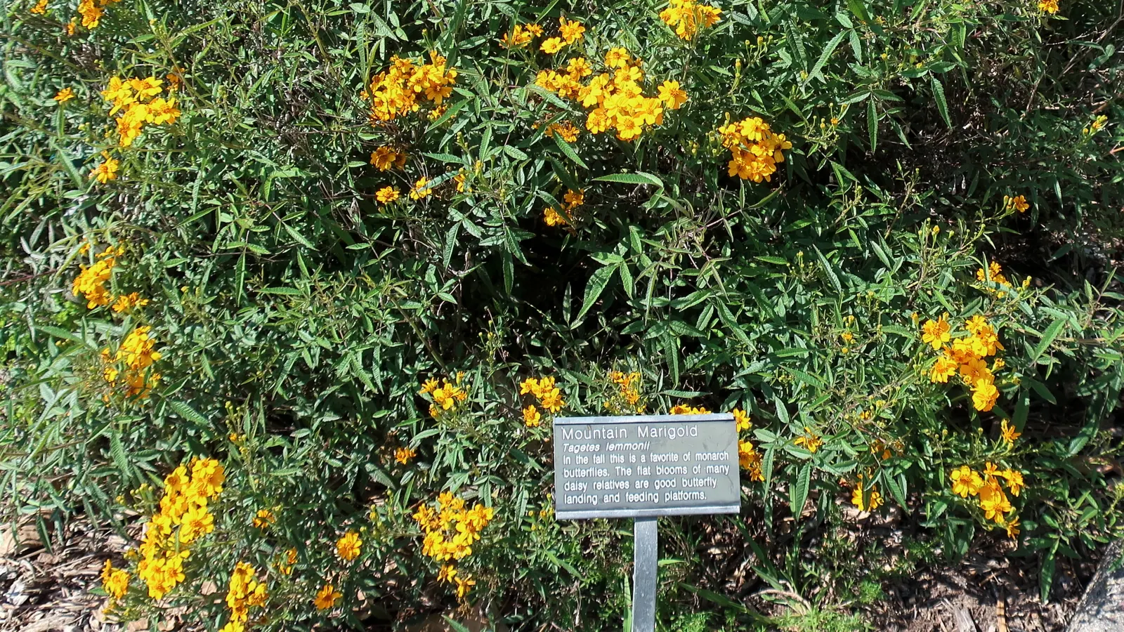 Mexican Marigold (Tagetes Lemmonii) — Regular pruning maintains shape and encourages flowering; finely divided green leaves which emit a, image 69