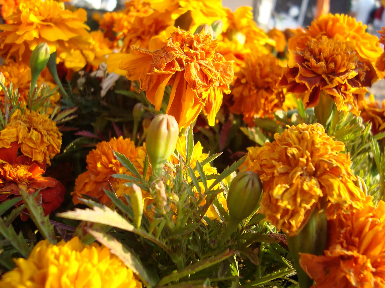 Mexican Marigold (Tagetes Lemmonii) — particularly within garden design; thrives in full sun and well-draining soil; hardy to 20&deg;F, image 72
